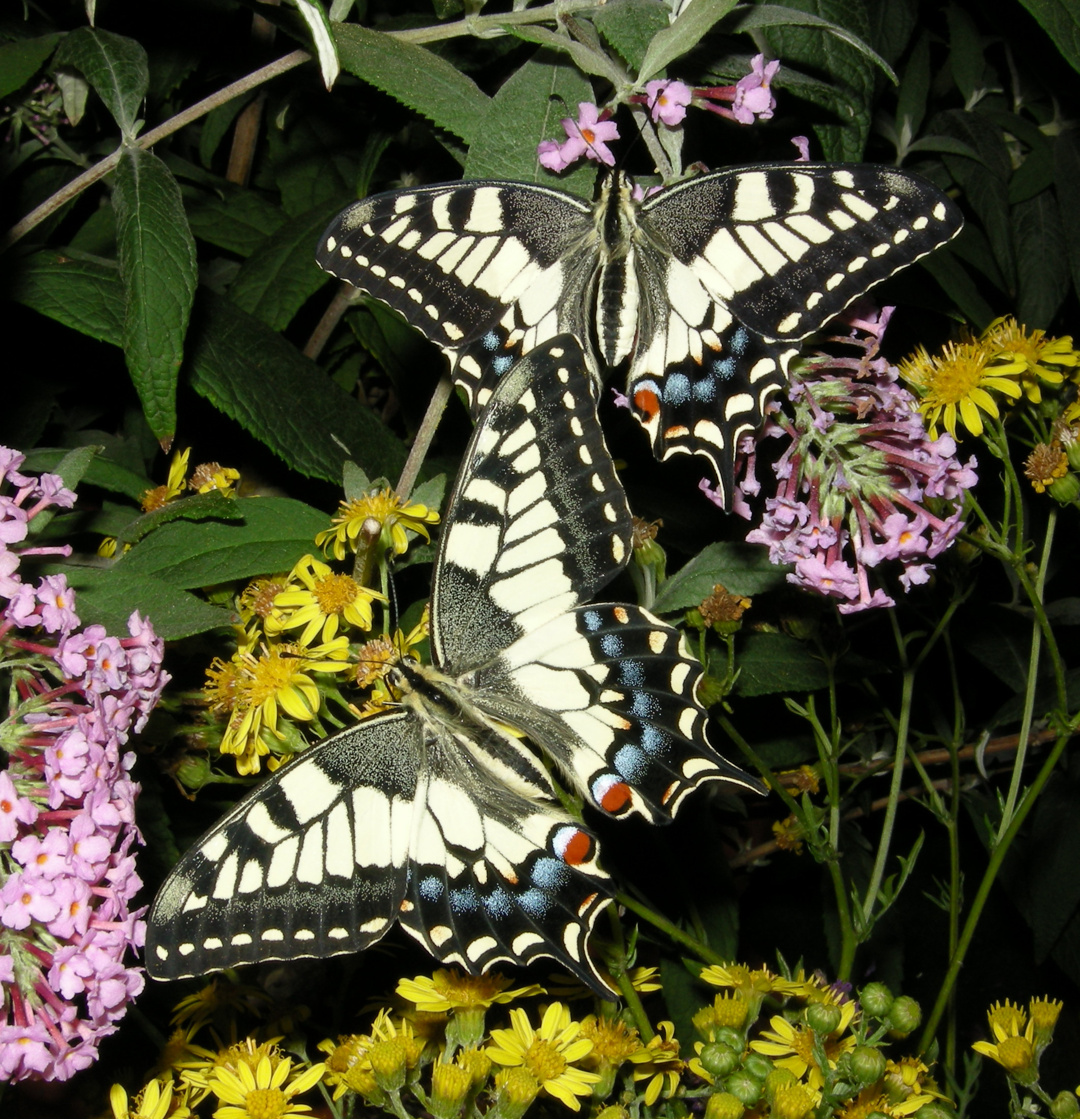 ComputerHotline - Machaons (by)