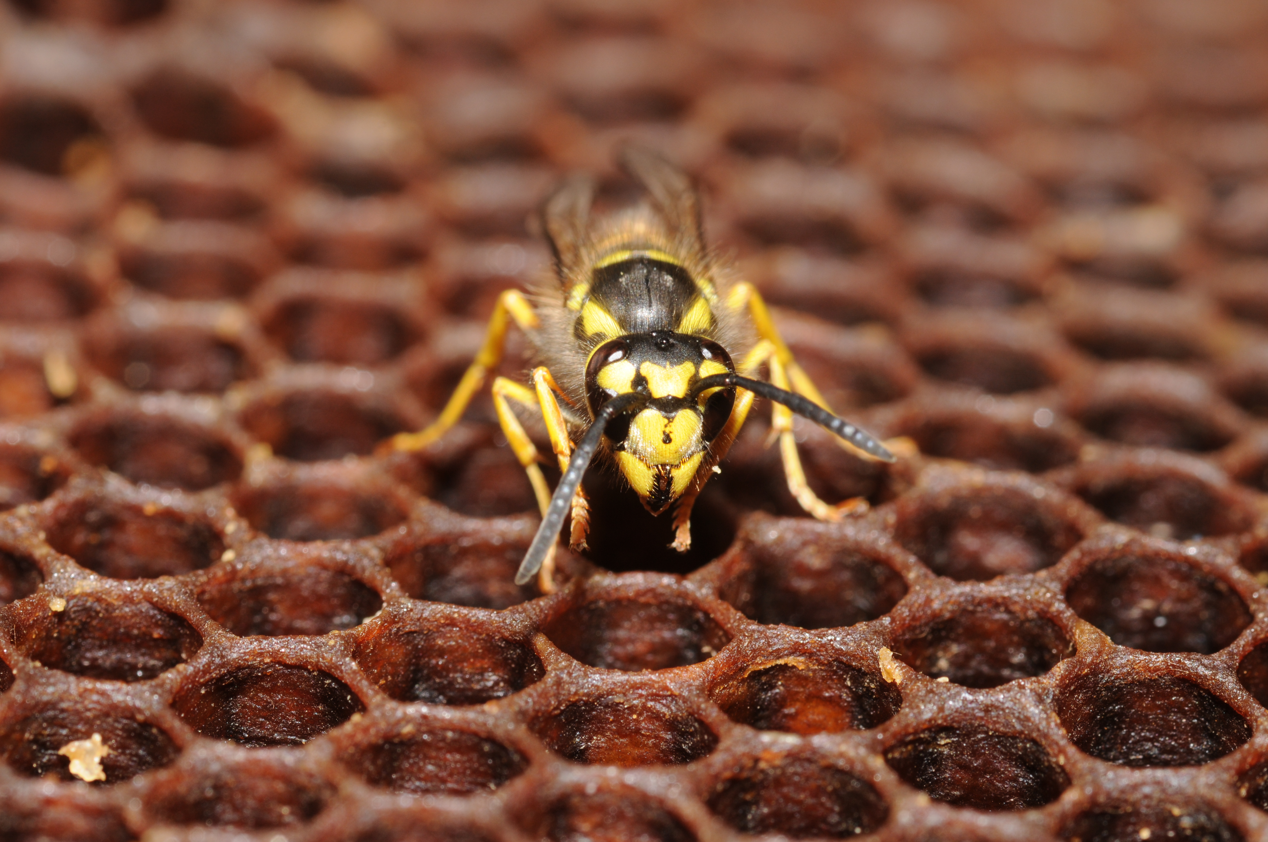 ComputerHotline - Vespidae sp. (by)