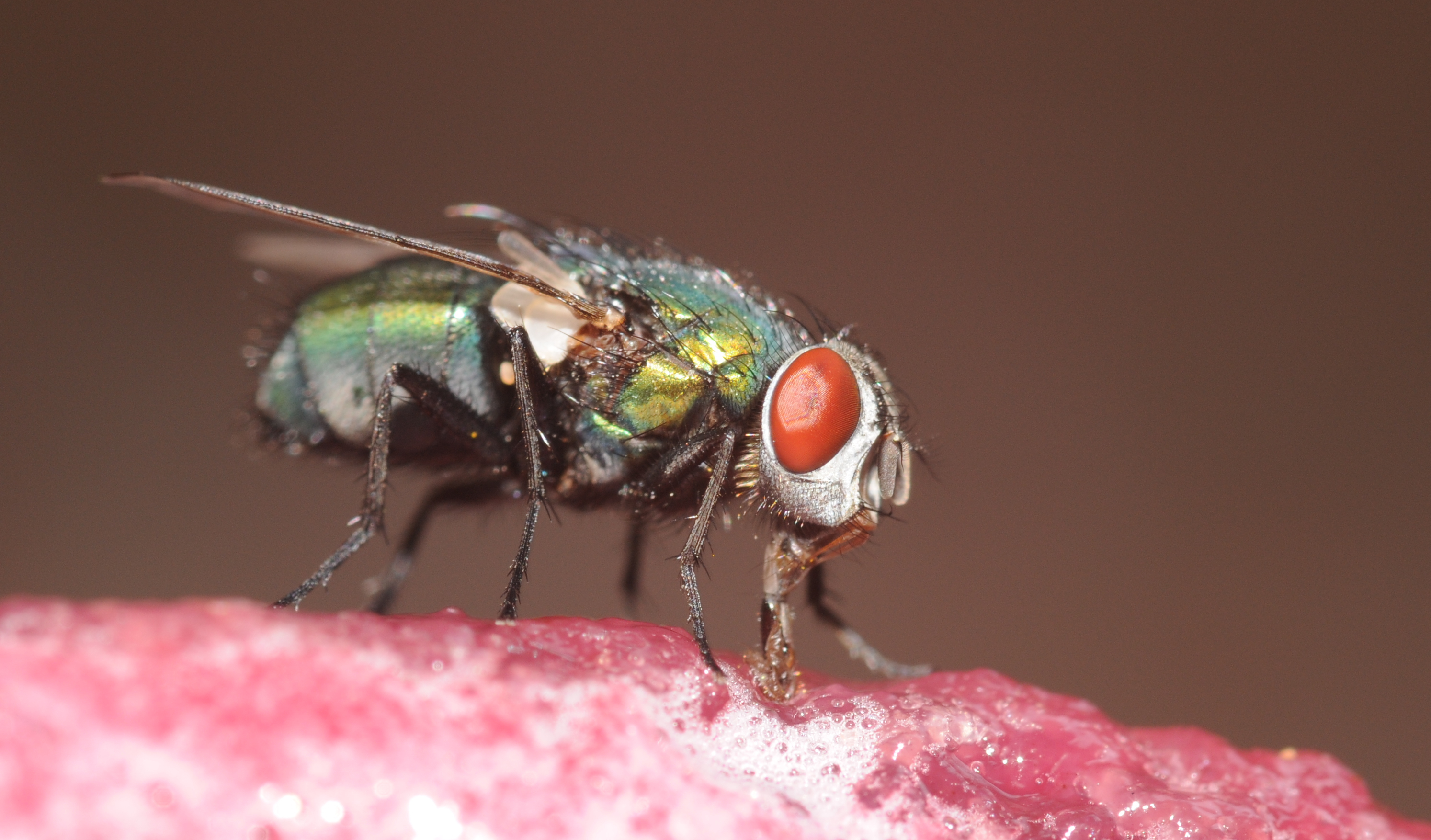 ComputerHotline - Diptera sp. (by) (6)