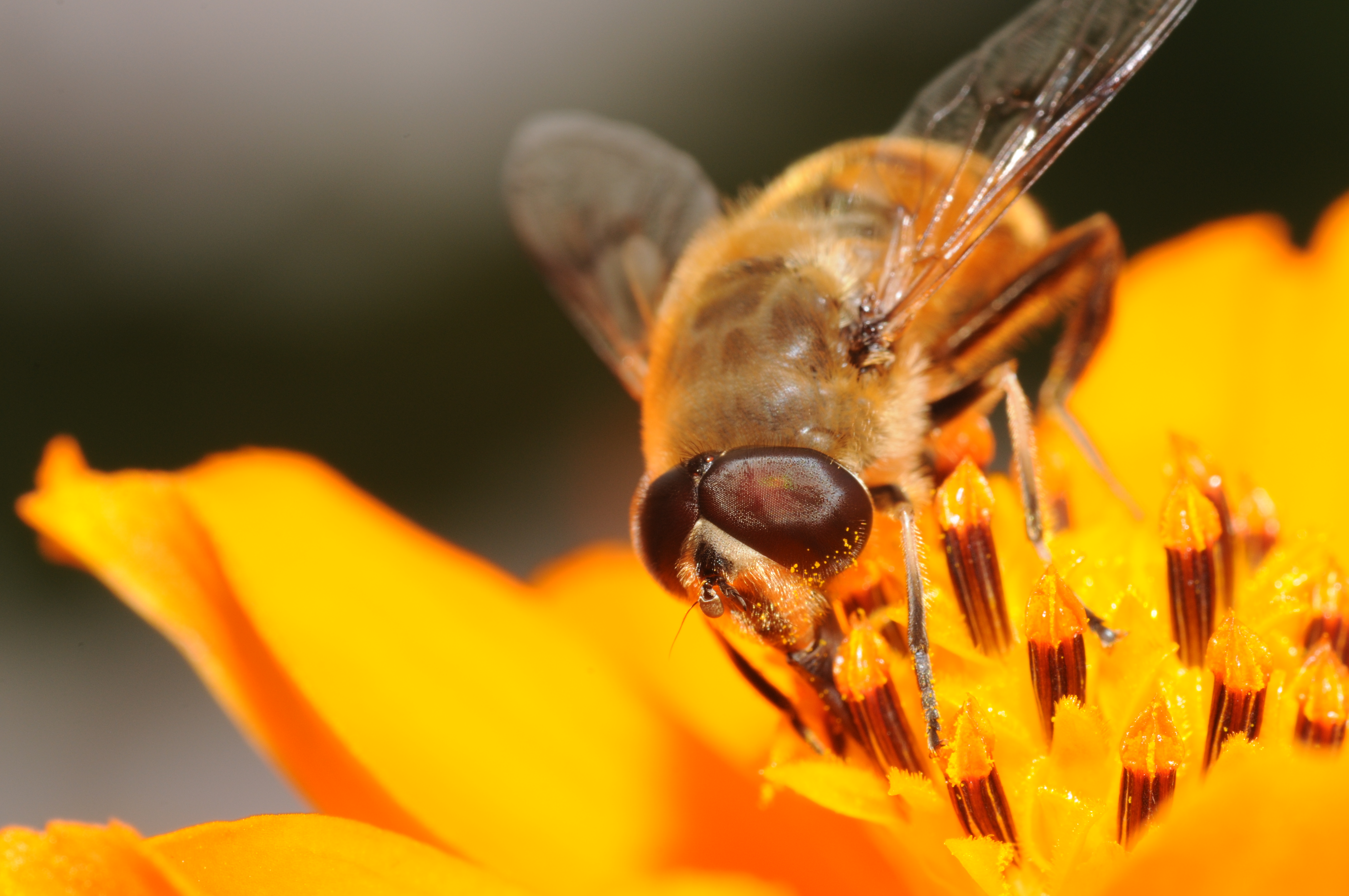 ComputerHotline - Syrphidae sp. (by) (4)