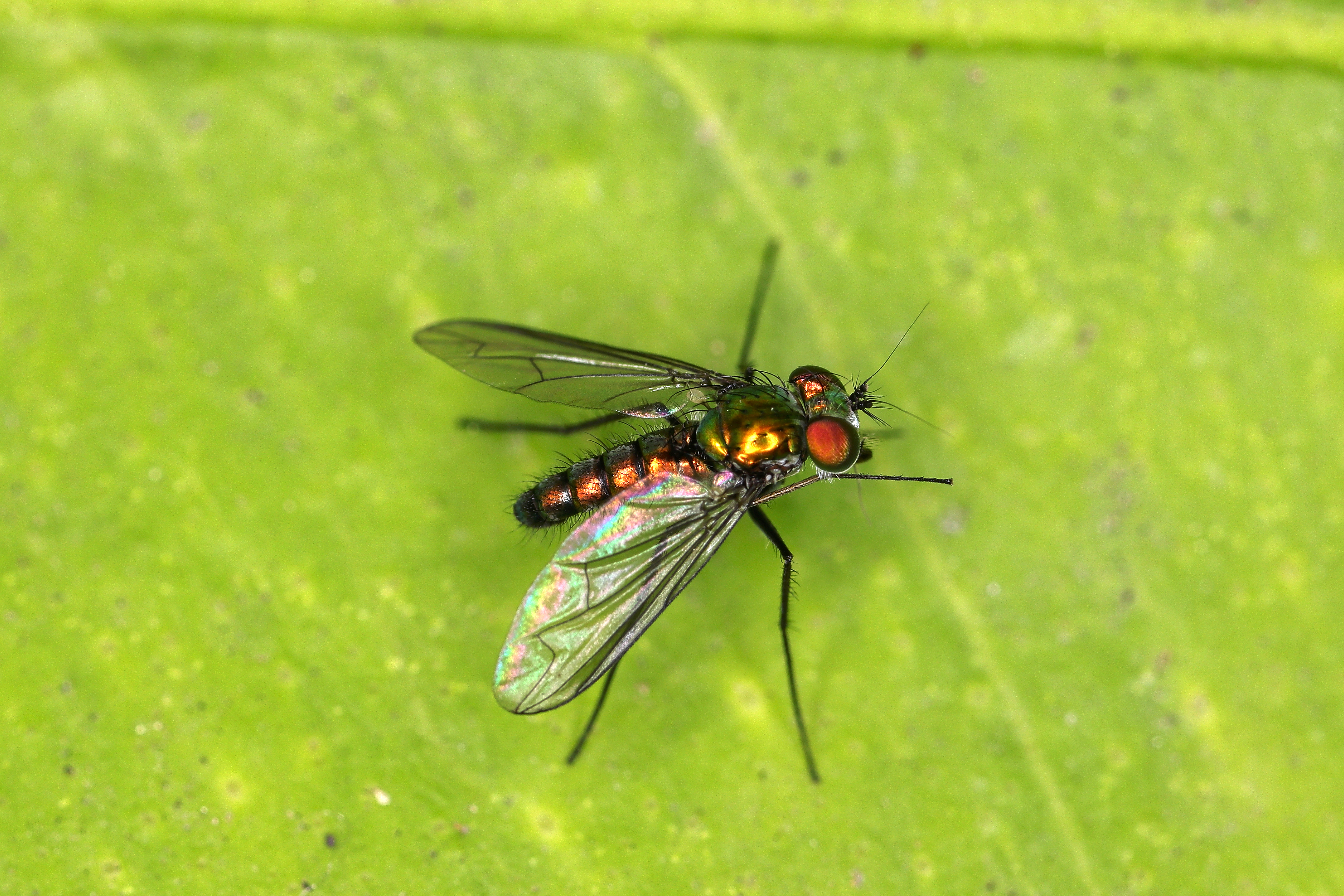 Condylostylus longicornis