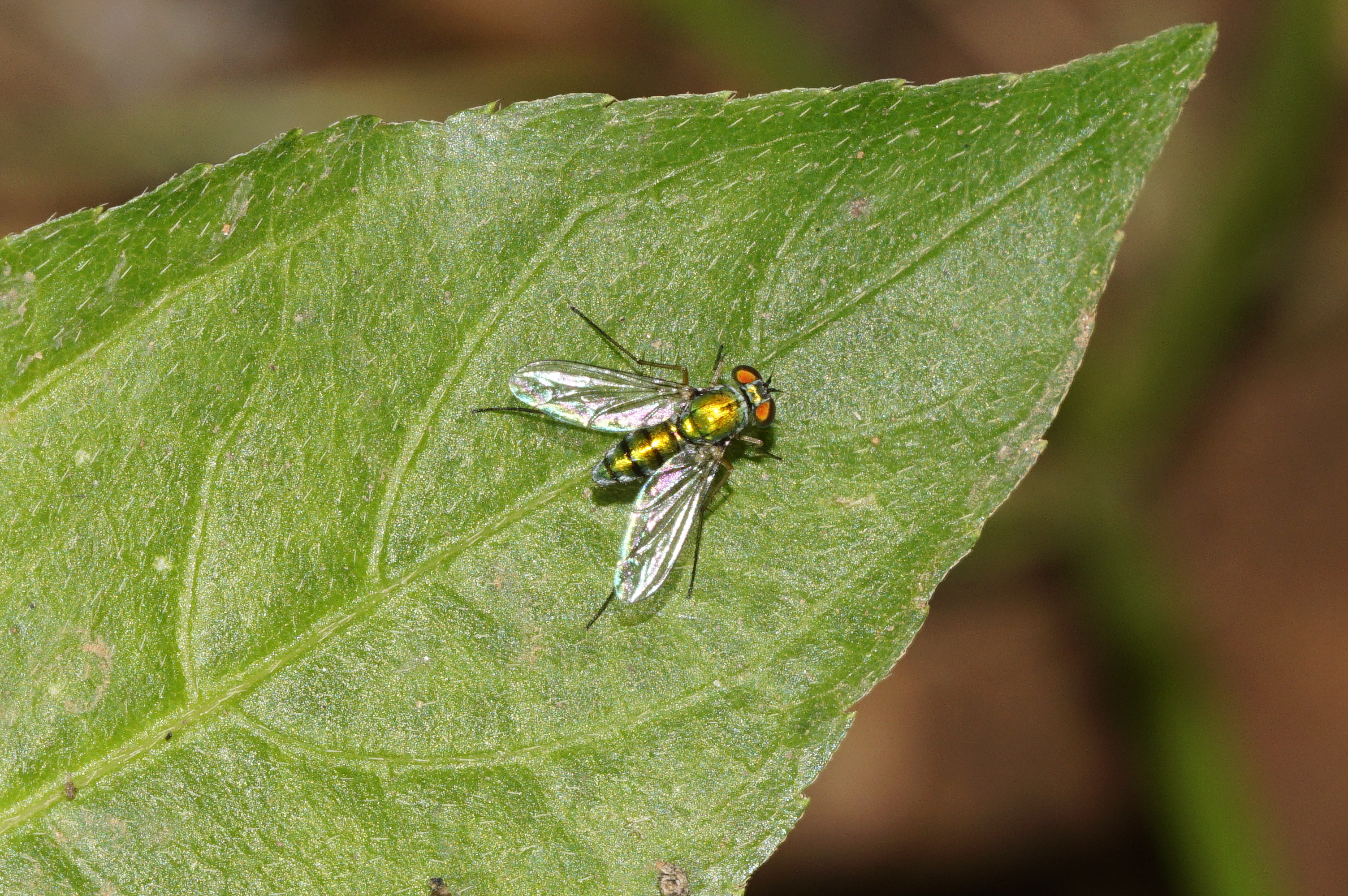 Condylostylus Sp 6986
