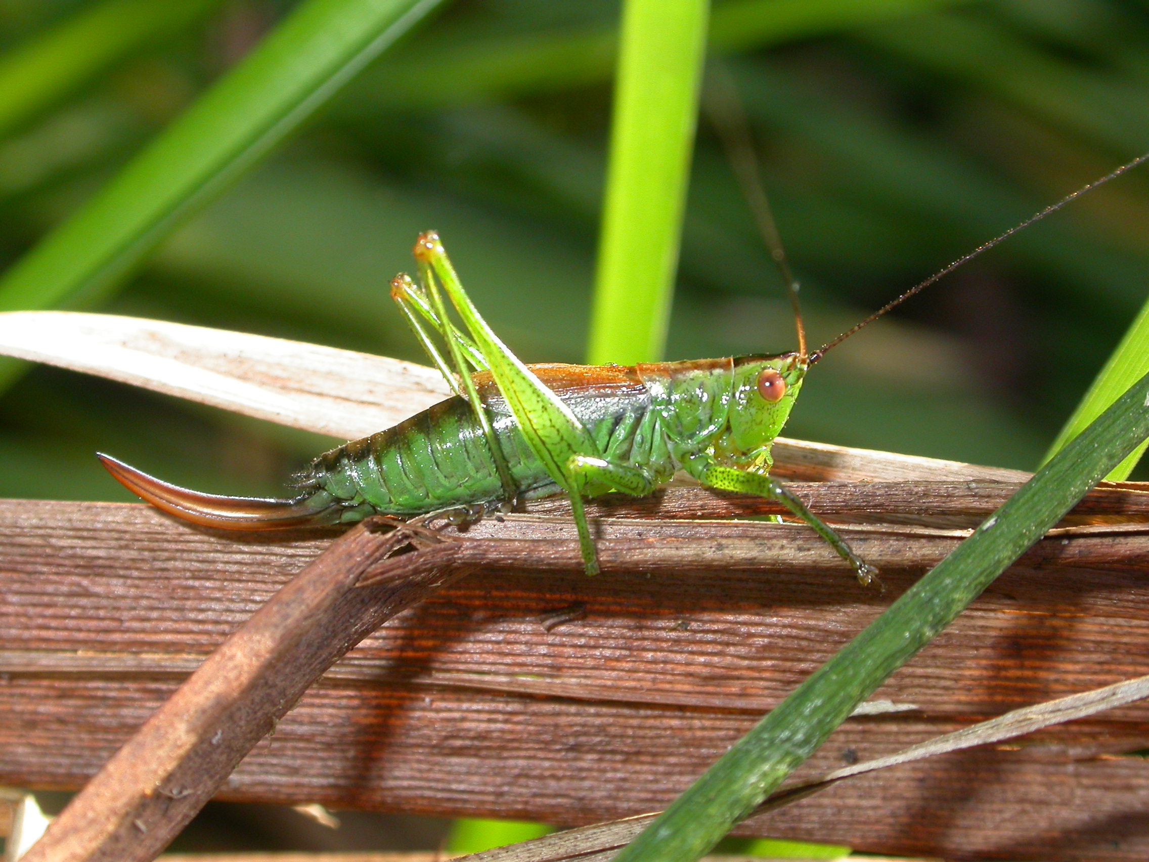 Conocephalus dorsalis (2389018854)