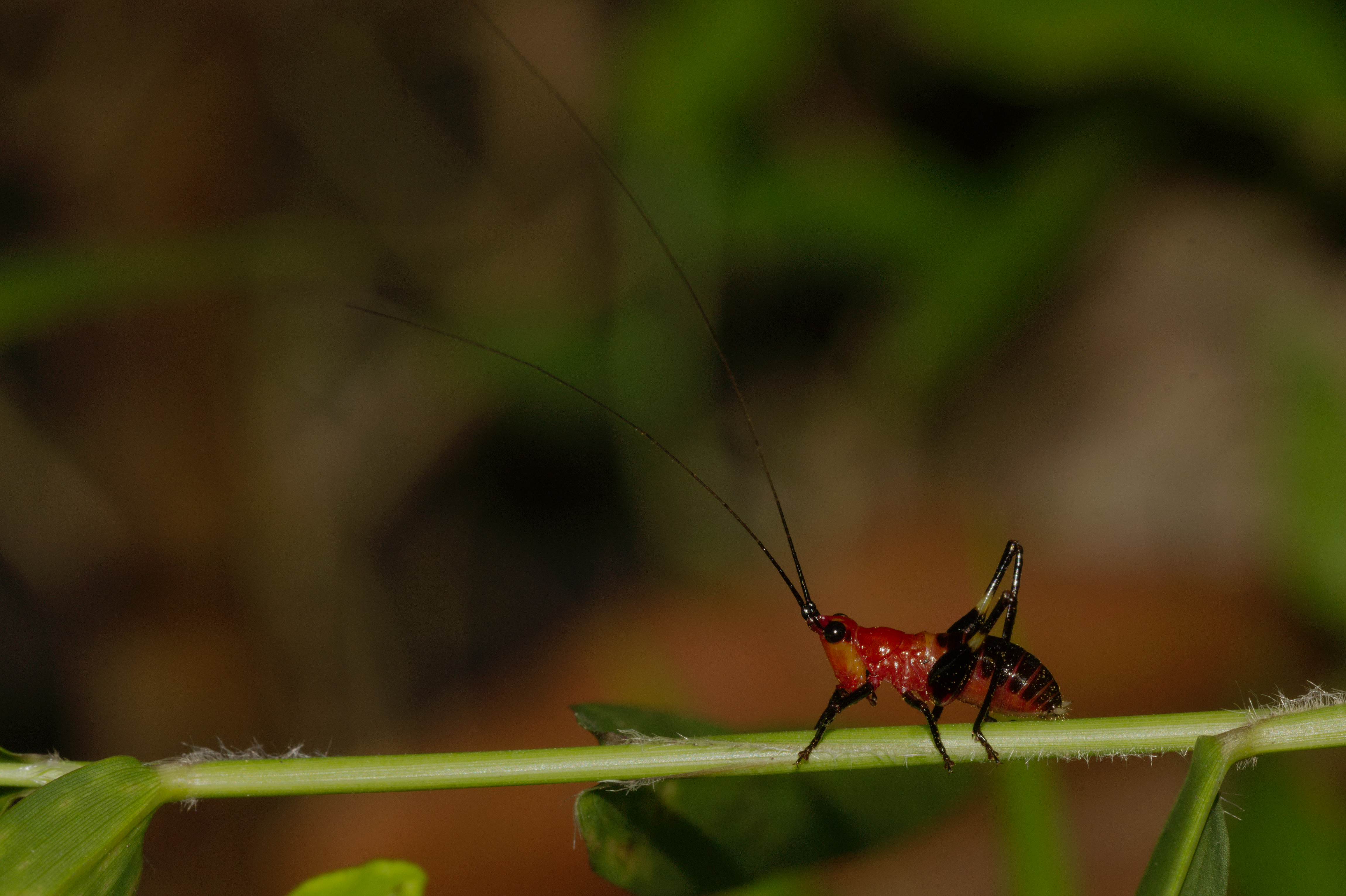 Conocephalus melaenus in Kadavoor