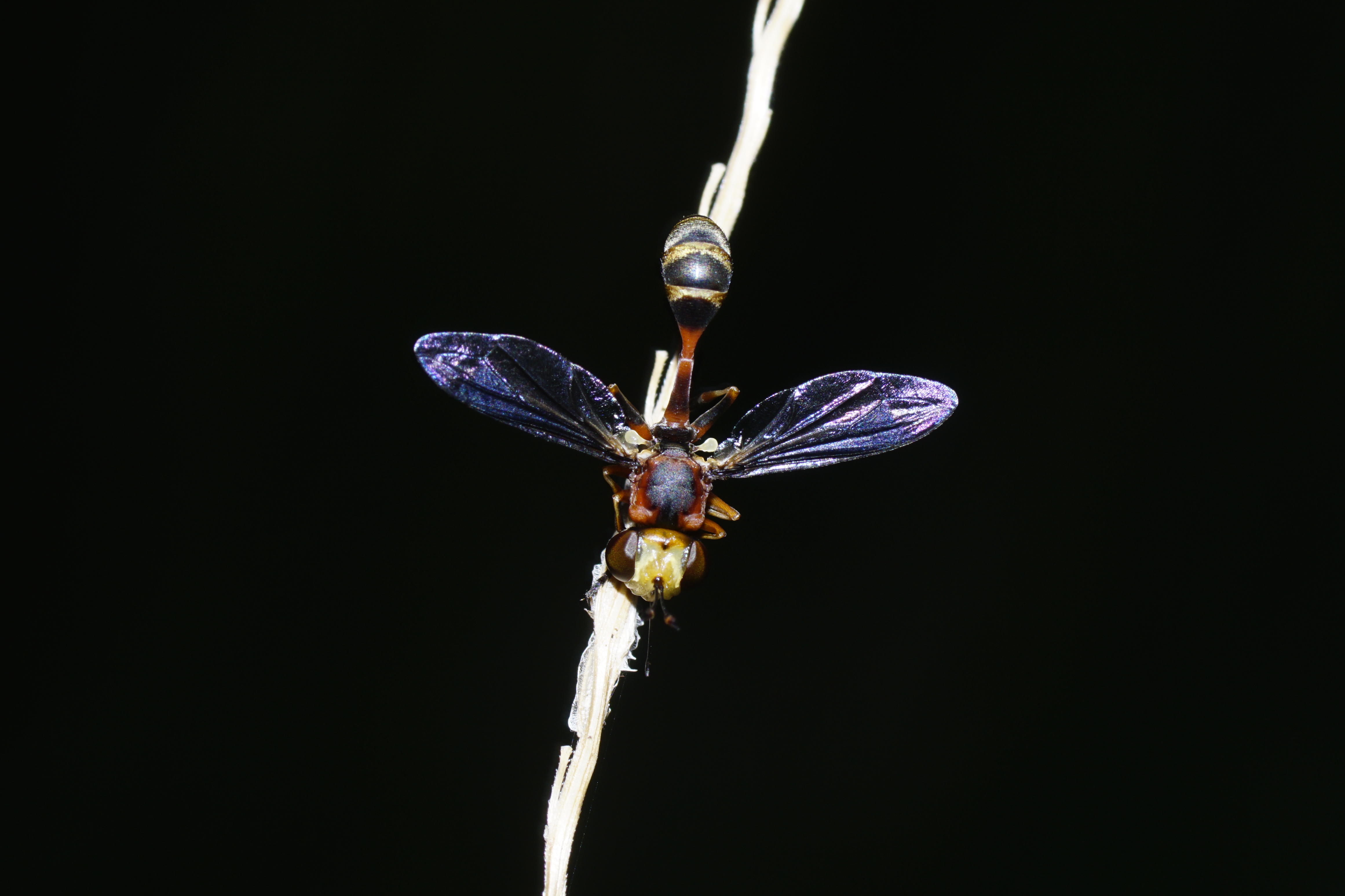 Conopidae Sp 6763
