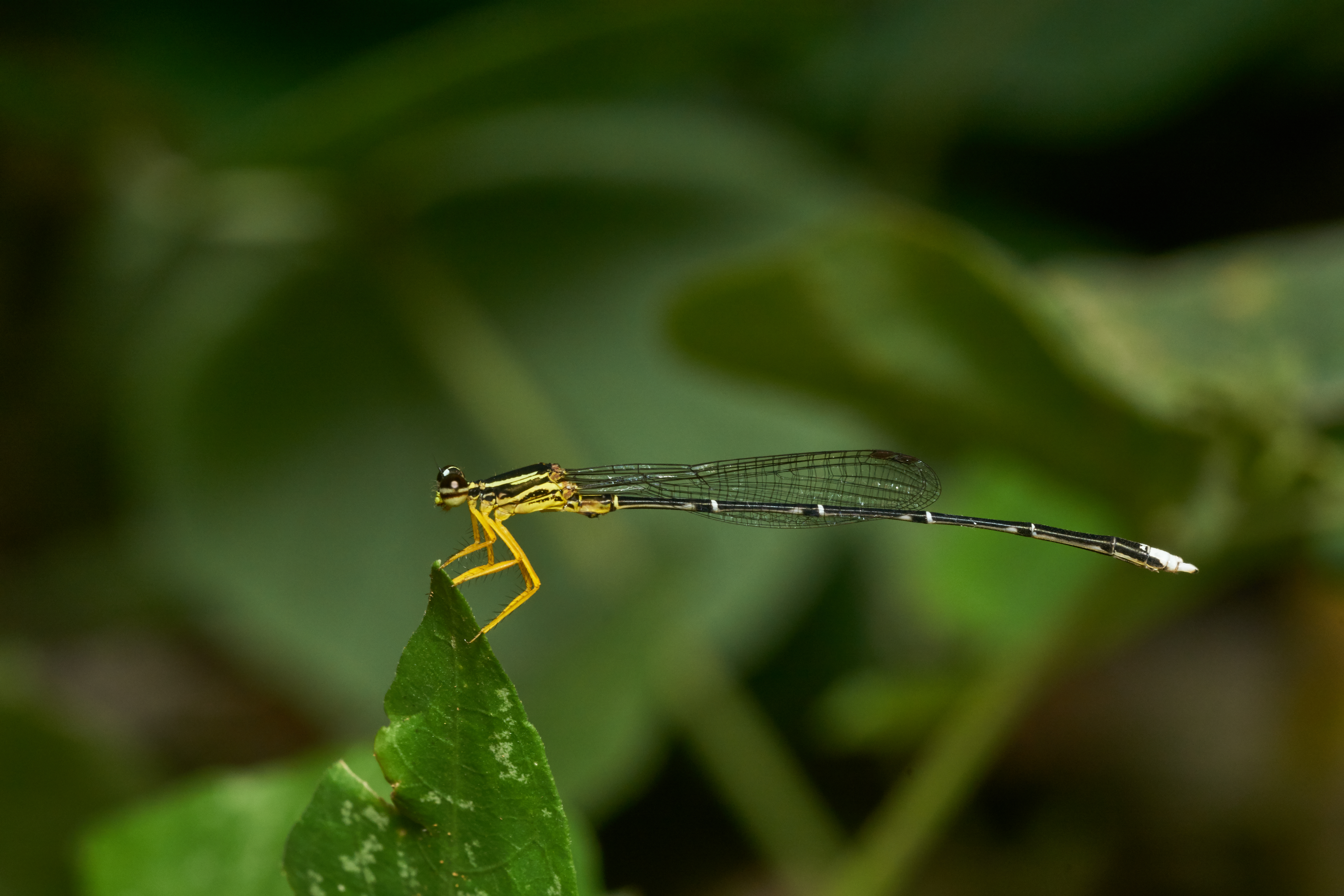 Copera marginipes-Kadavoor-2017-05-04-001
