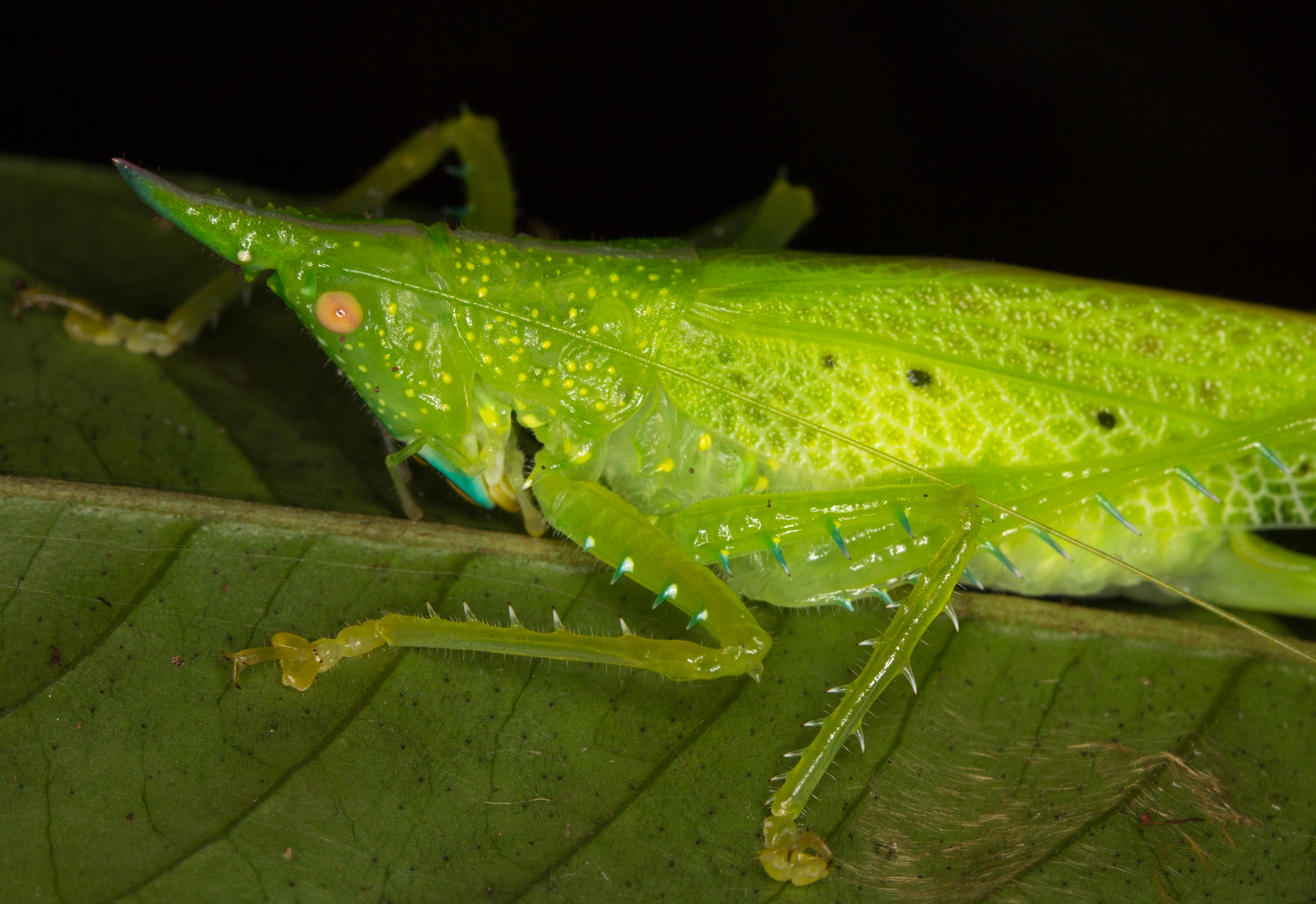 Copiphora sp. (14864102358)
