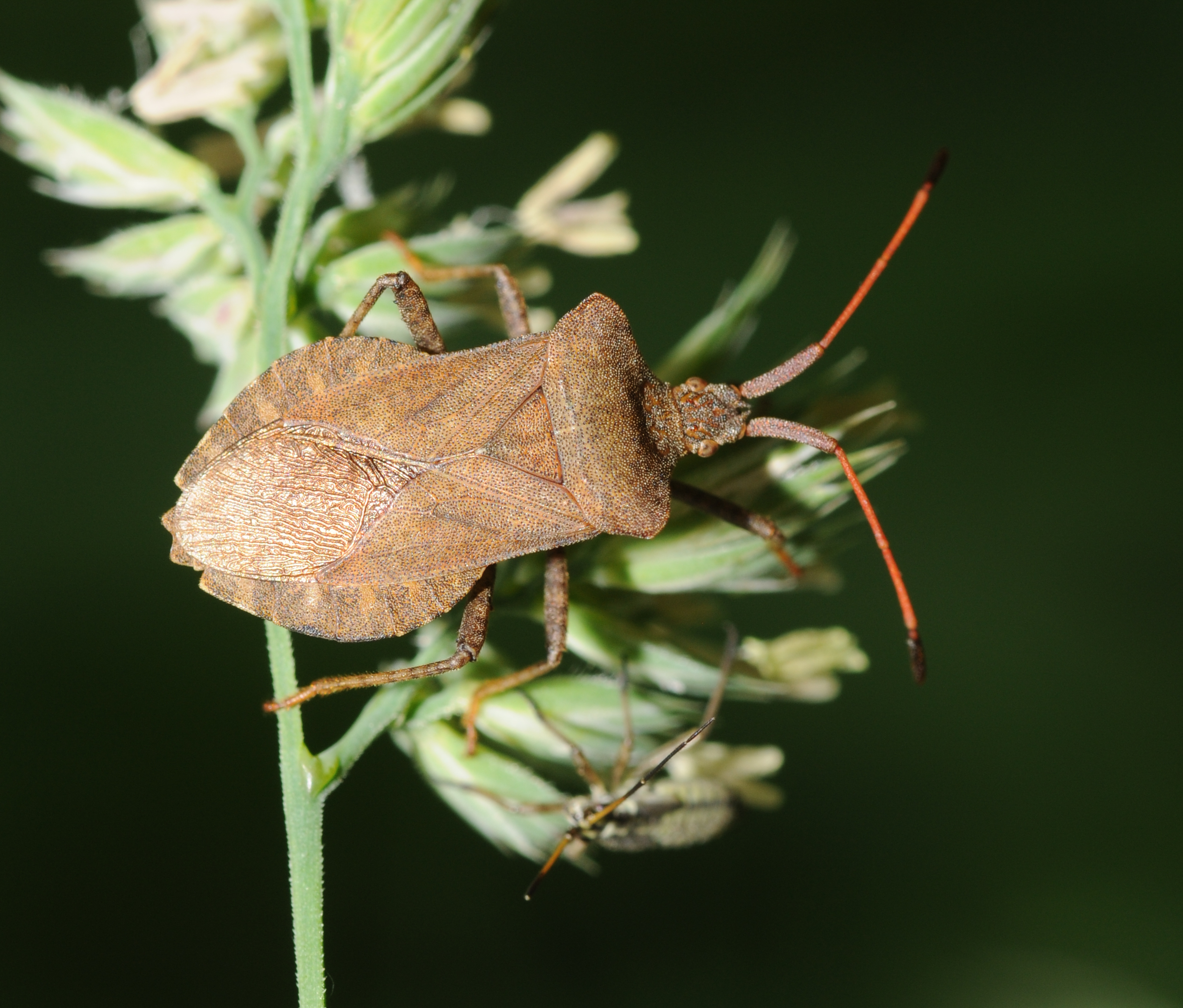 Coreus marginatus (1)