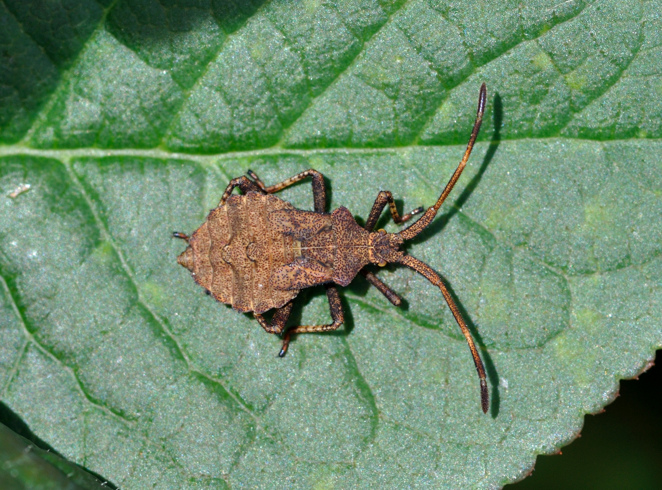 Coreus marginatus qtl2