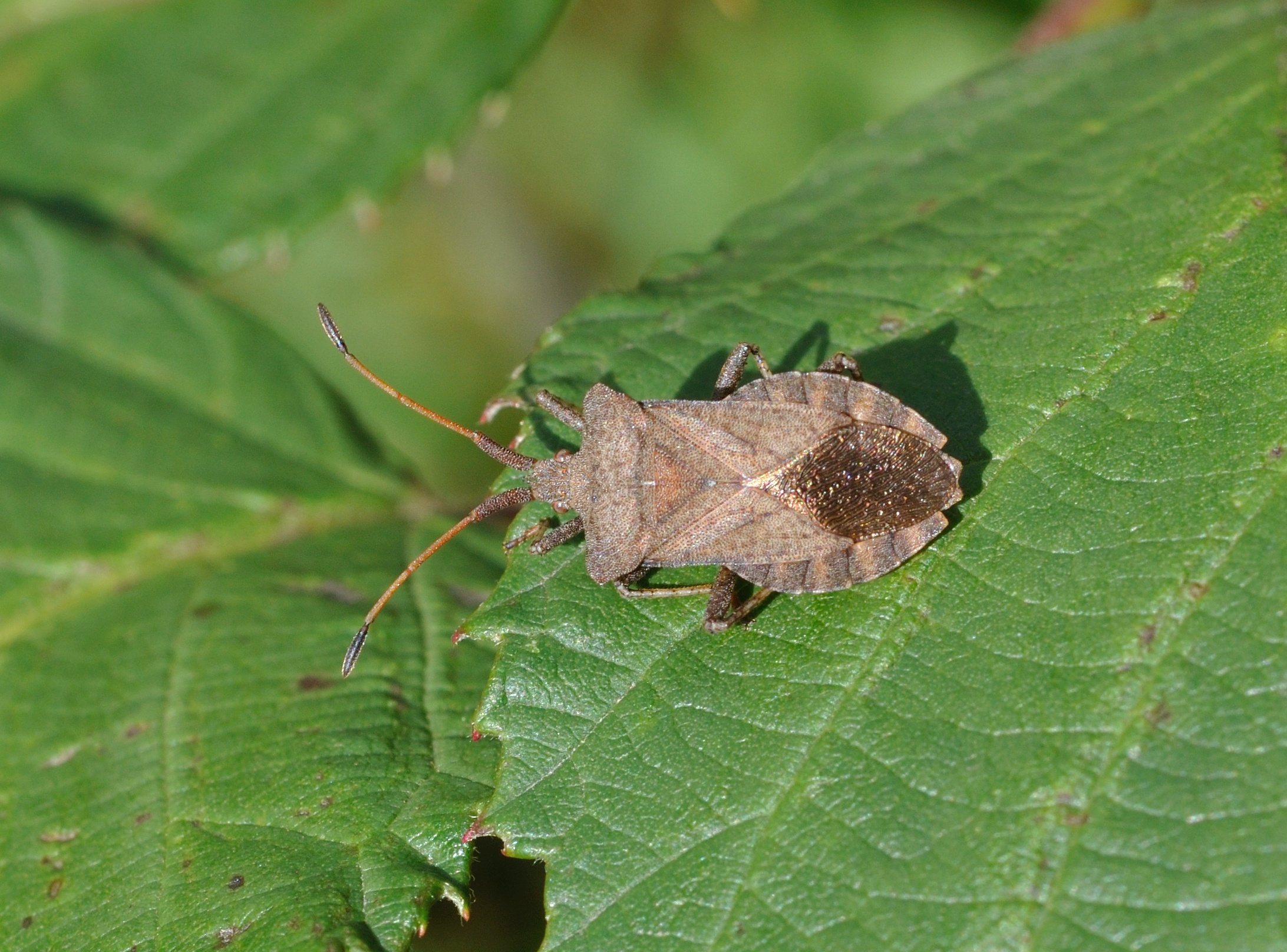 Coreus marginatus qtl4