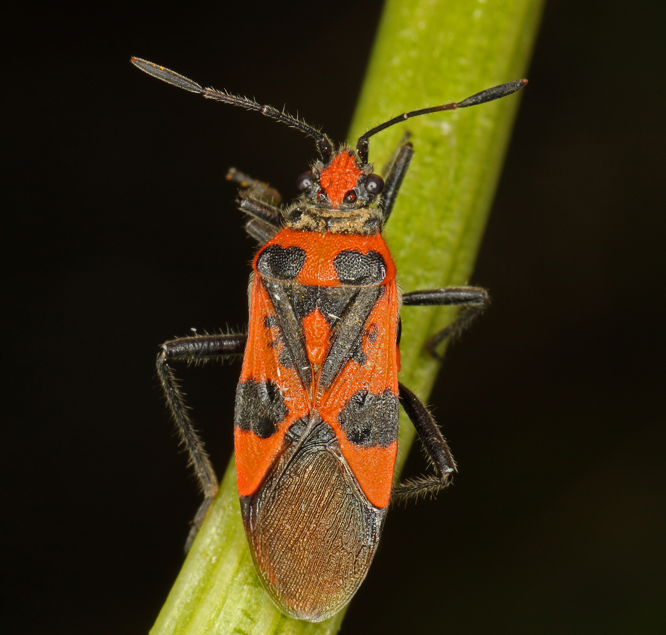 Corizus-hyoscyami-Zimtwanze