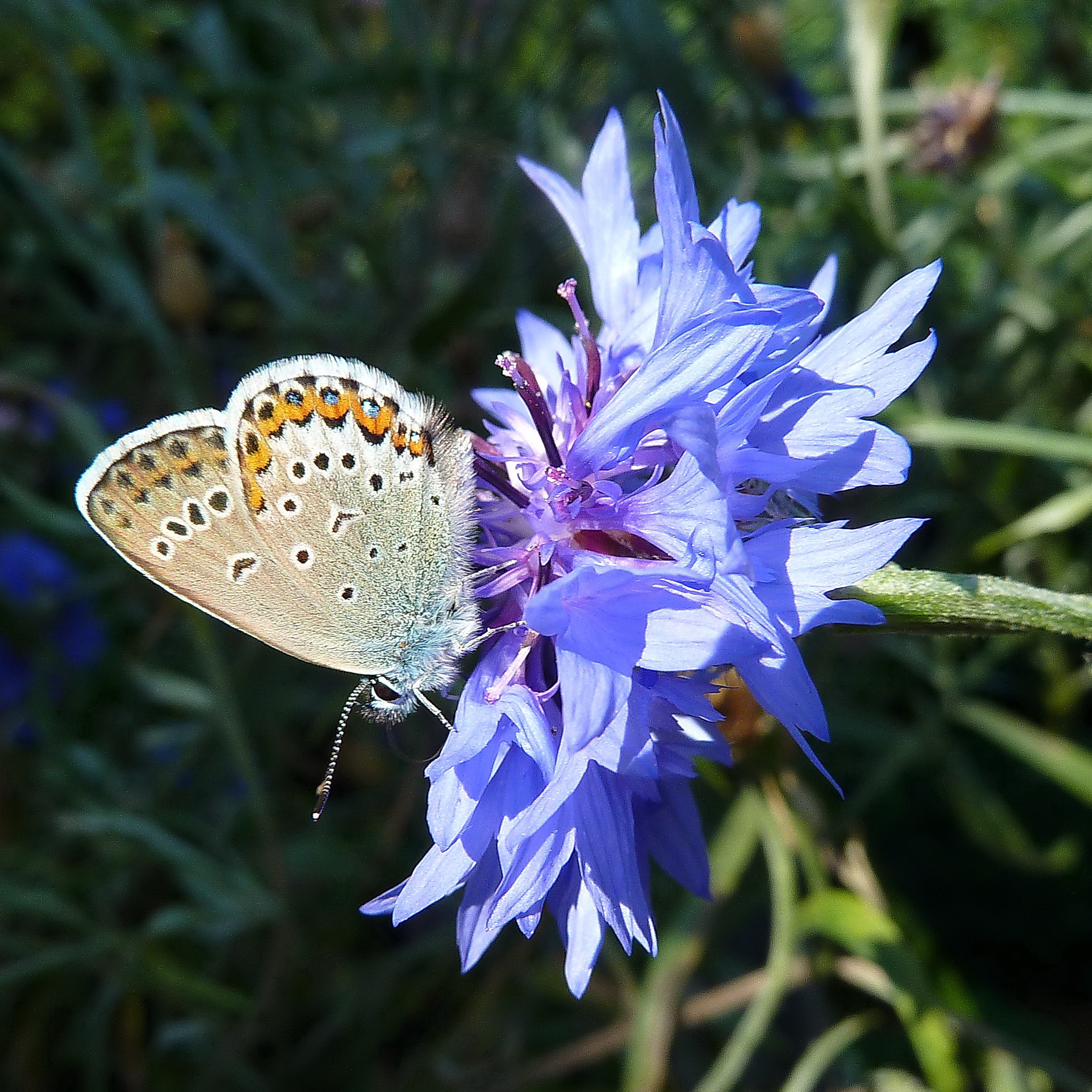 Cornflower with butterfly