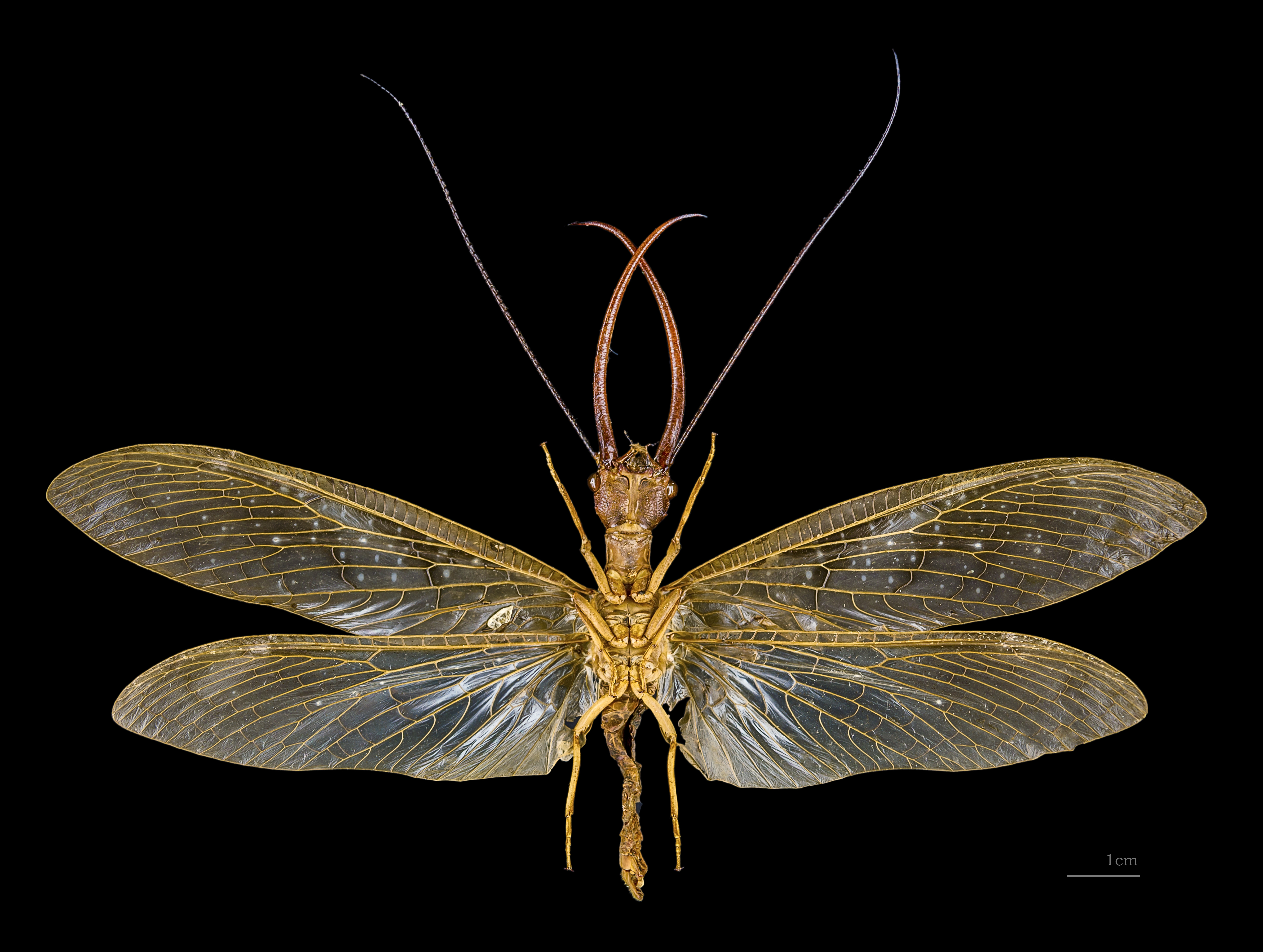 Corydalus cornutus MHNT male ventre