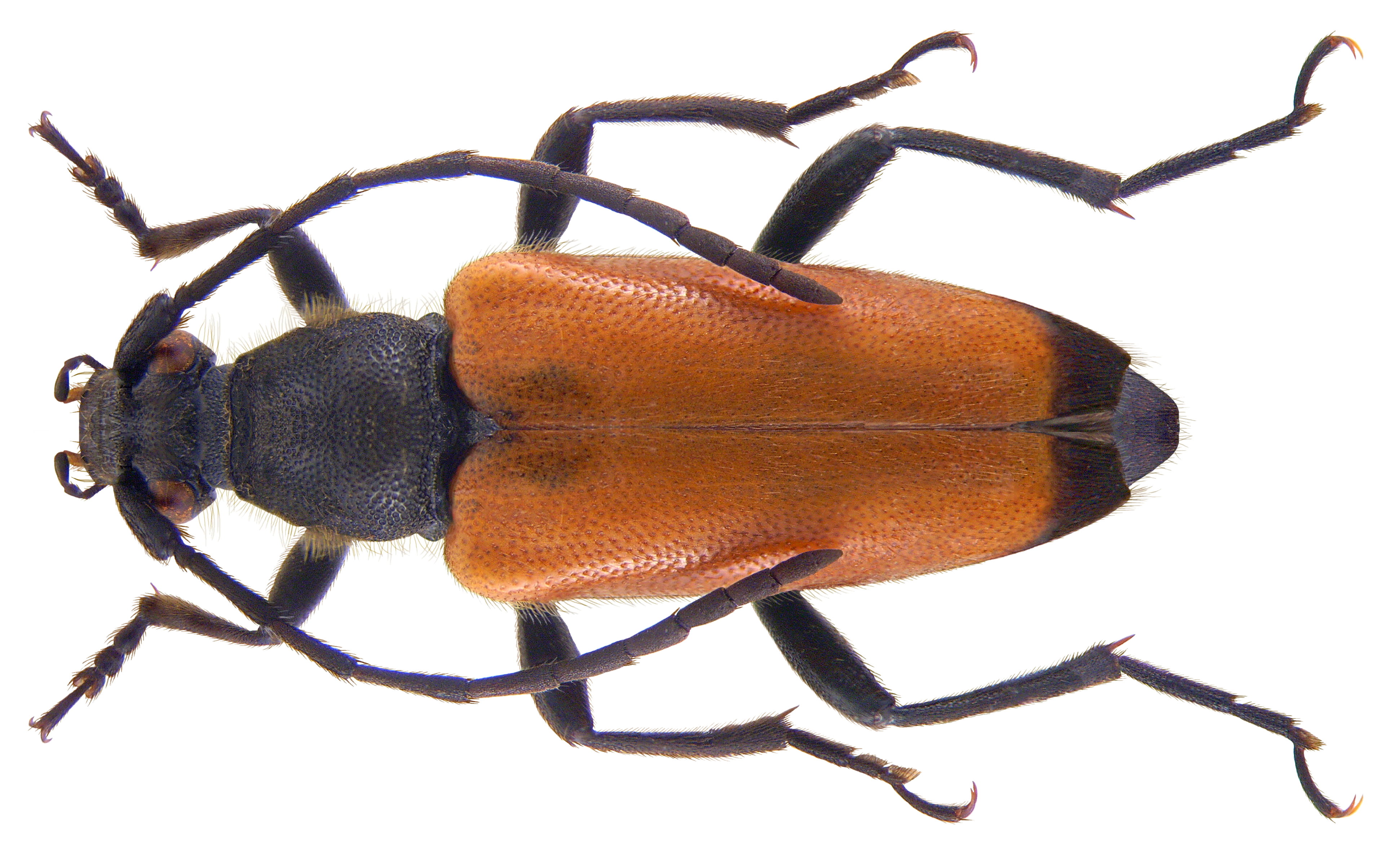 Corymbia fulva (DeGeer, 1775) (3807782126)