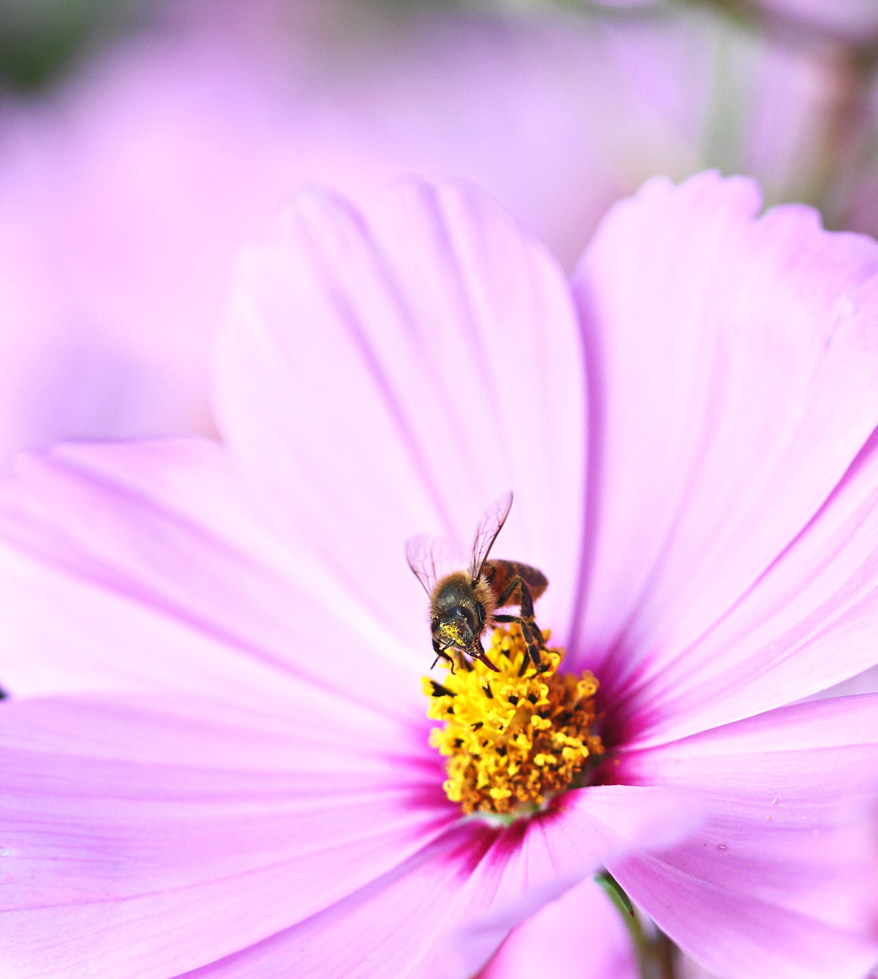Cosmos for Lunch (5626821148)