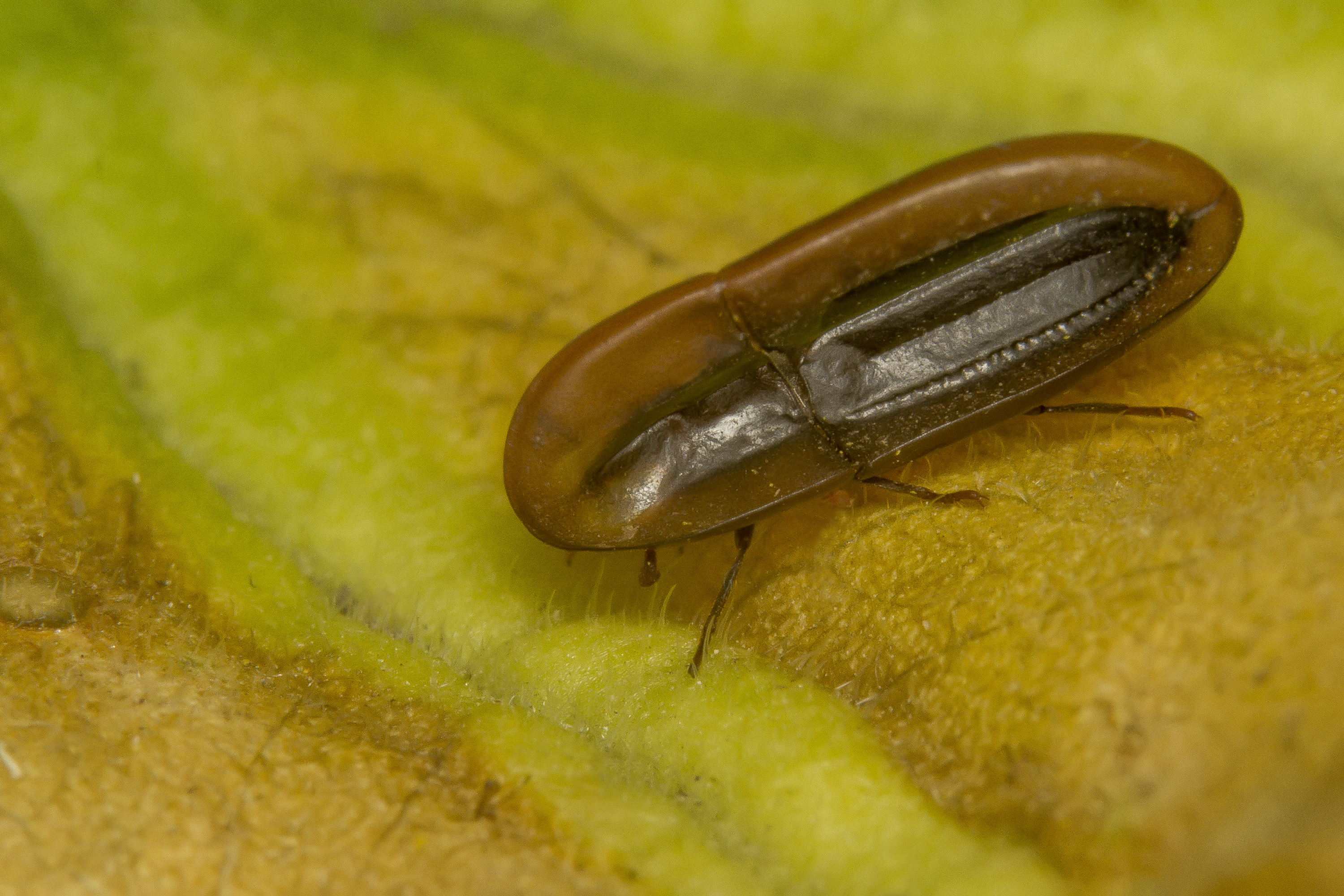 Cossyphus hoffmannseggi (IMG 6746)