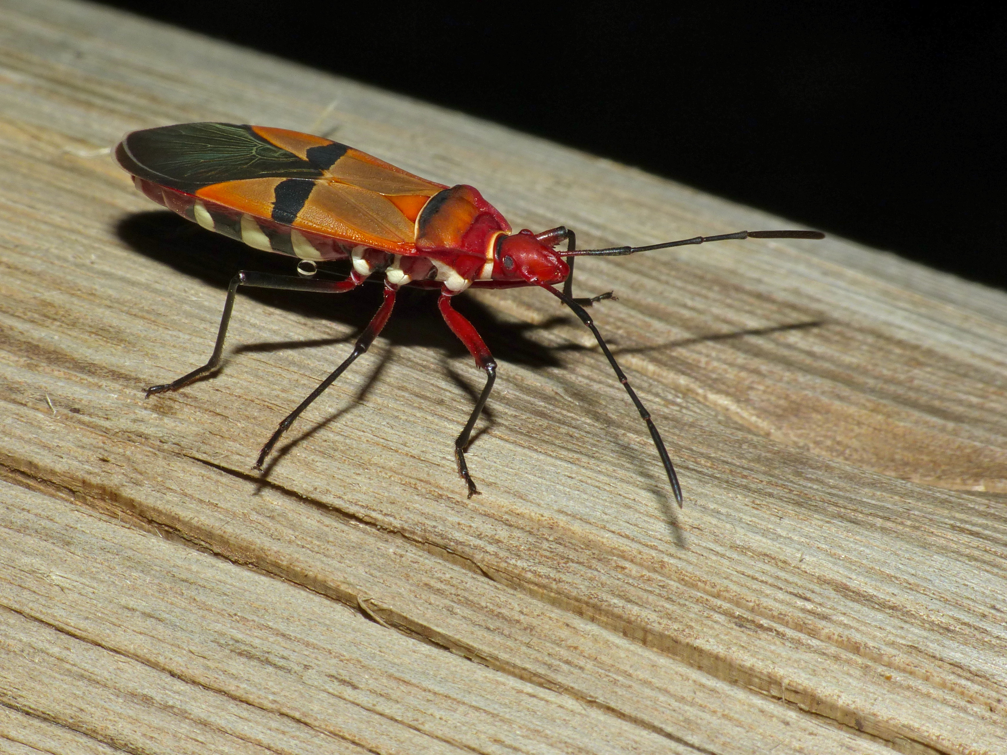 Cotton Stainer (Dysdercus nigrofasciatus) (13951713711)