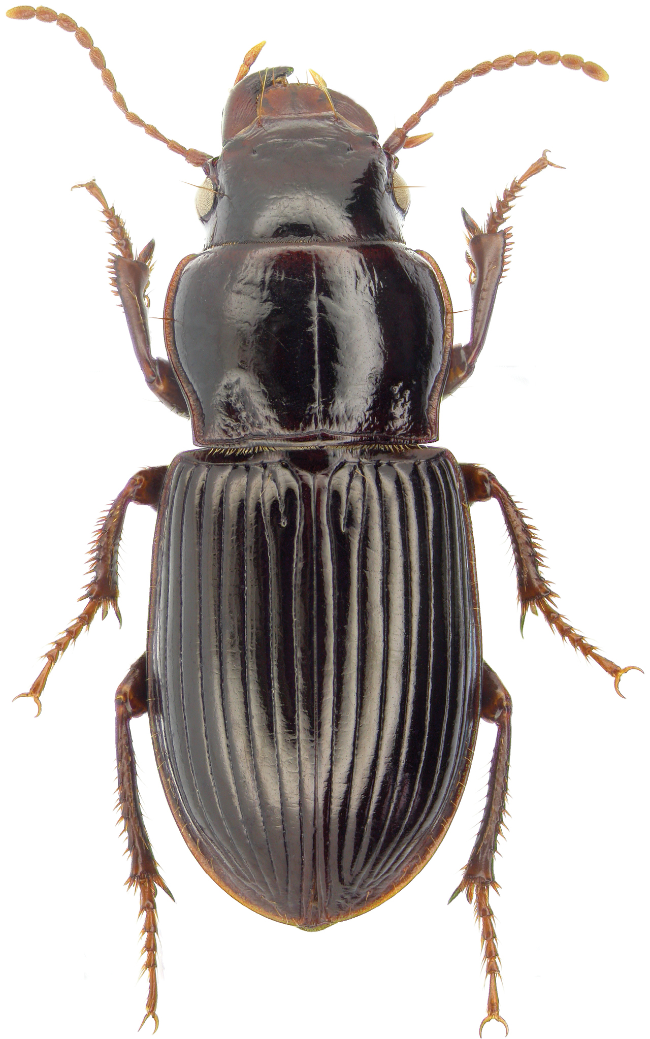 Cratacanthus dubius (Palisot de Beauvois) - ZooKeys-245-001-g035