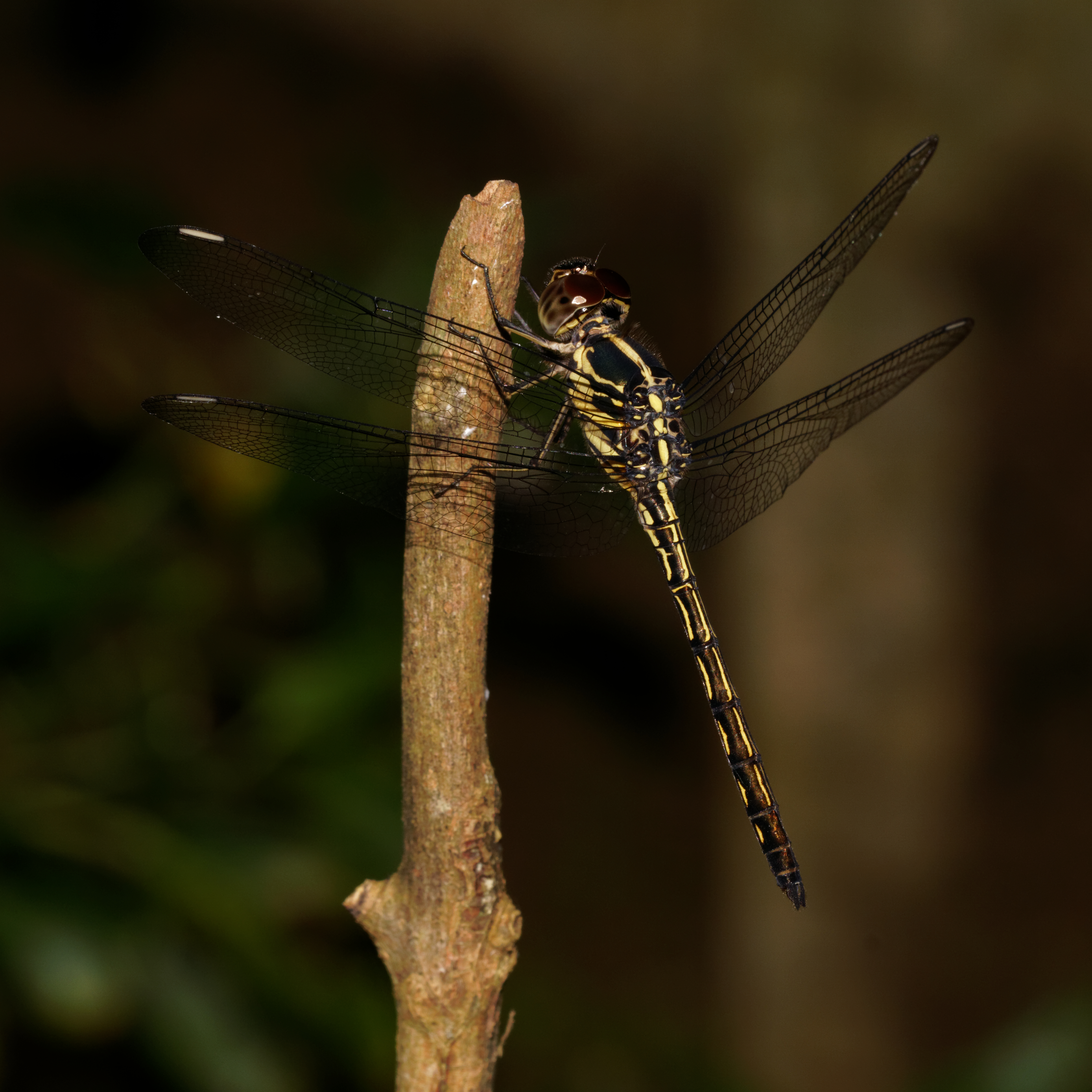 Cratilla lineata-Kadavoor-2016-09-06-002