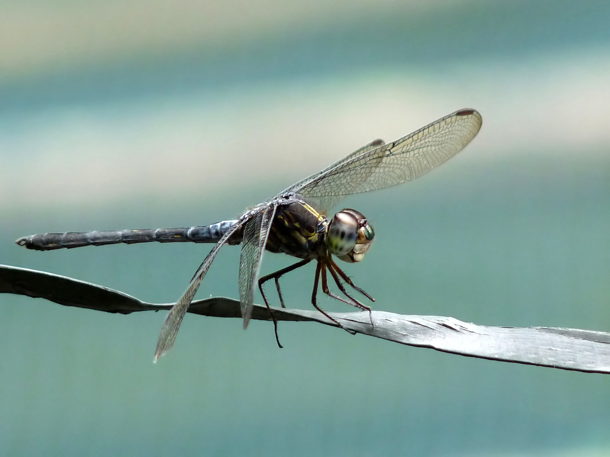 Cratilla lineata male by kadavoor