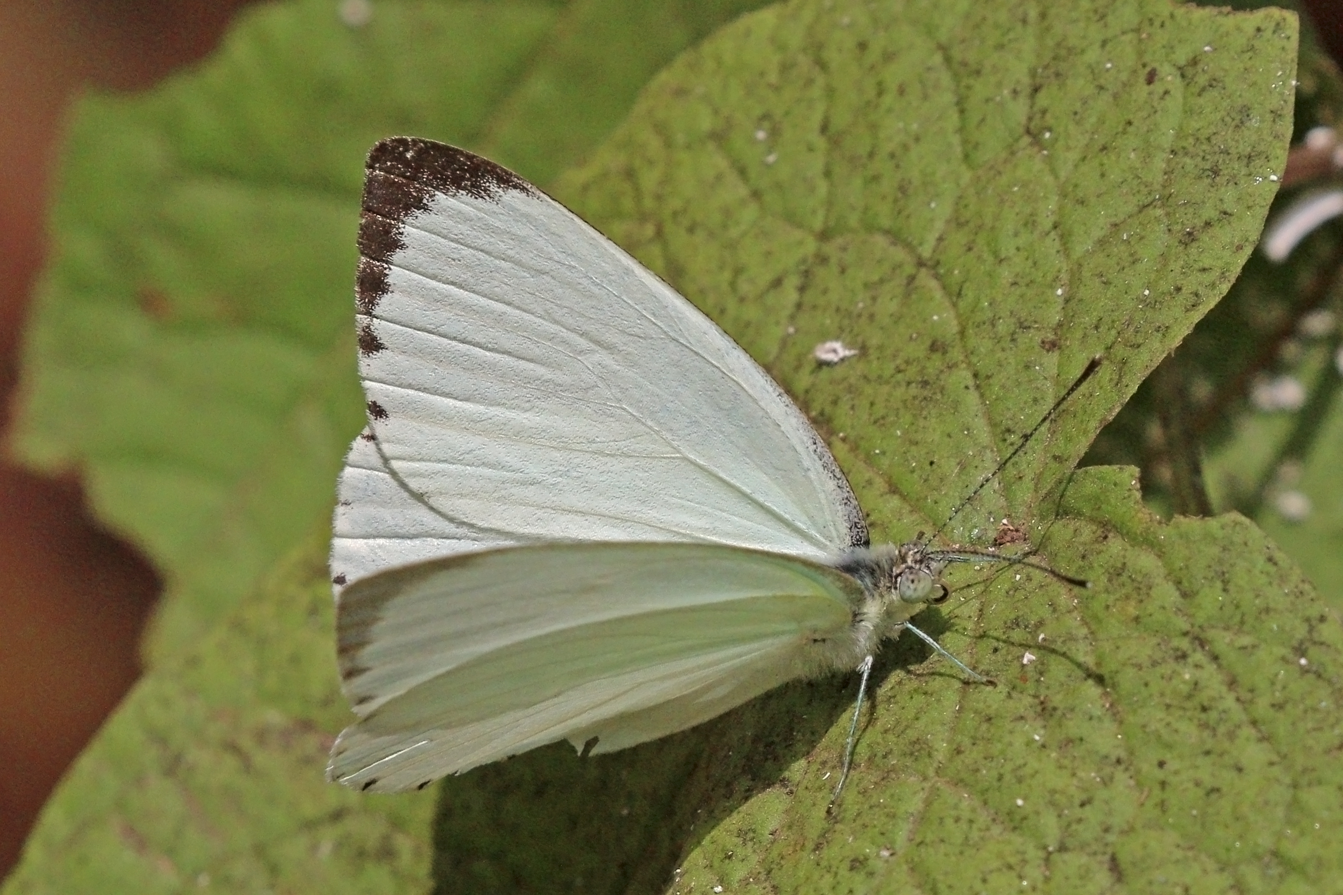 Creamy small white (Dixeia orbona orbona) male