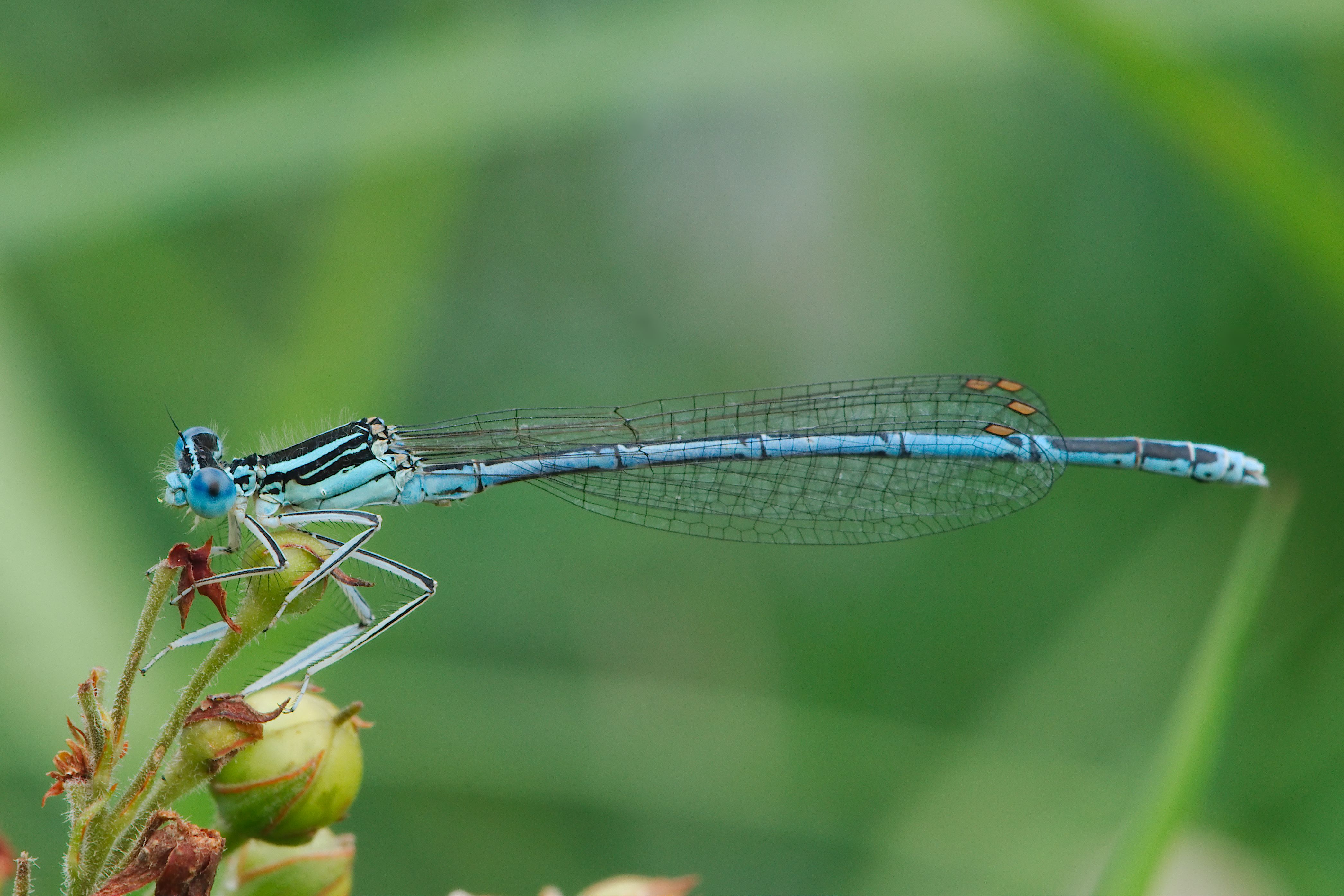 Creepy crawlies 2012 Ausflug an die Jagst (7735176350)