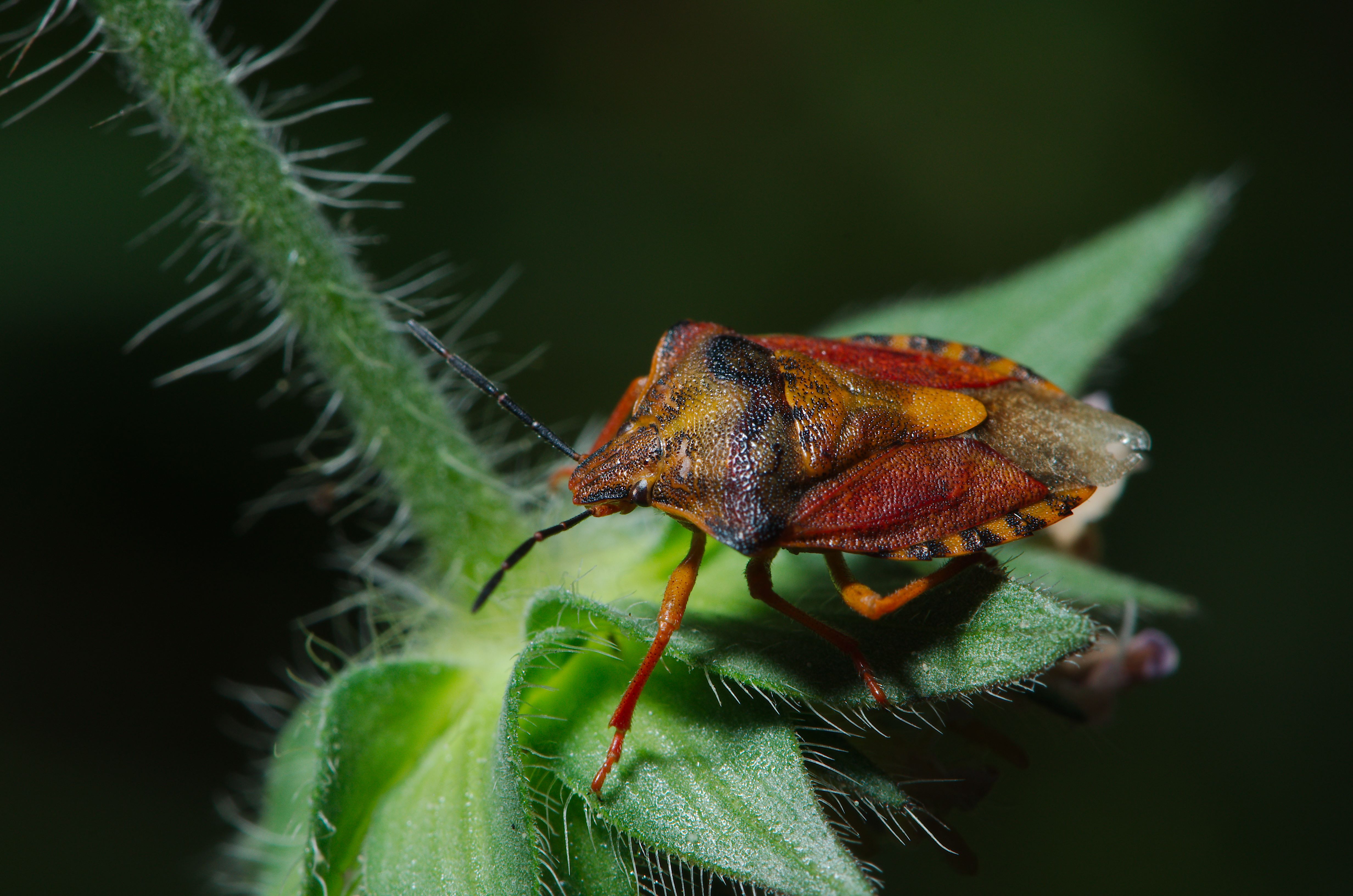 Creepy crawlies 2013 Ingelfingen (und drum rum) (9300642639)