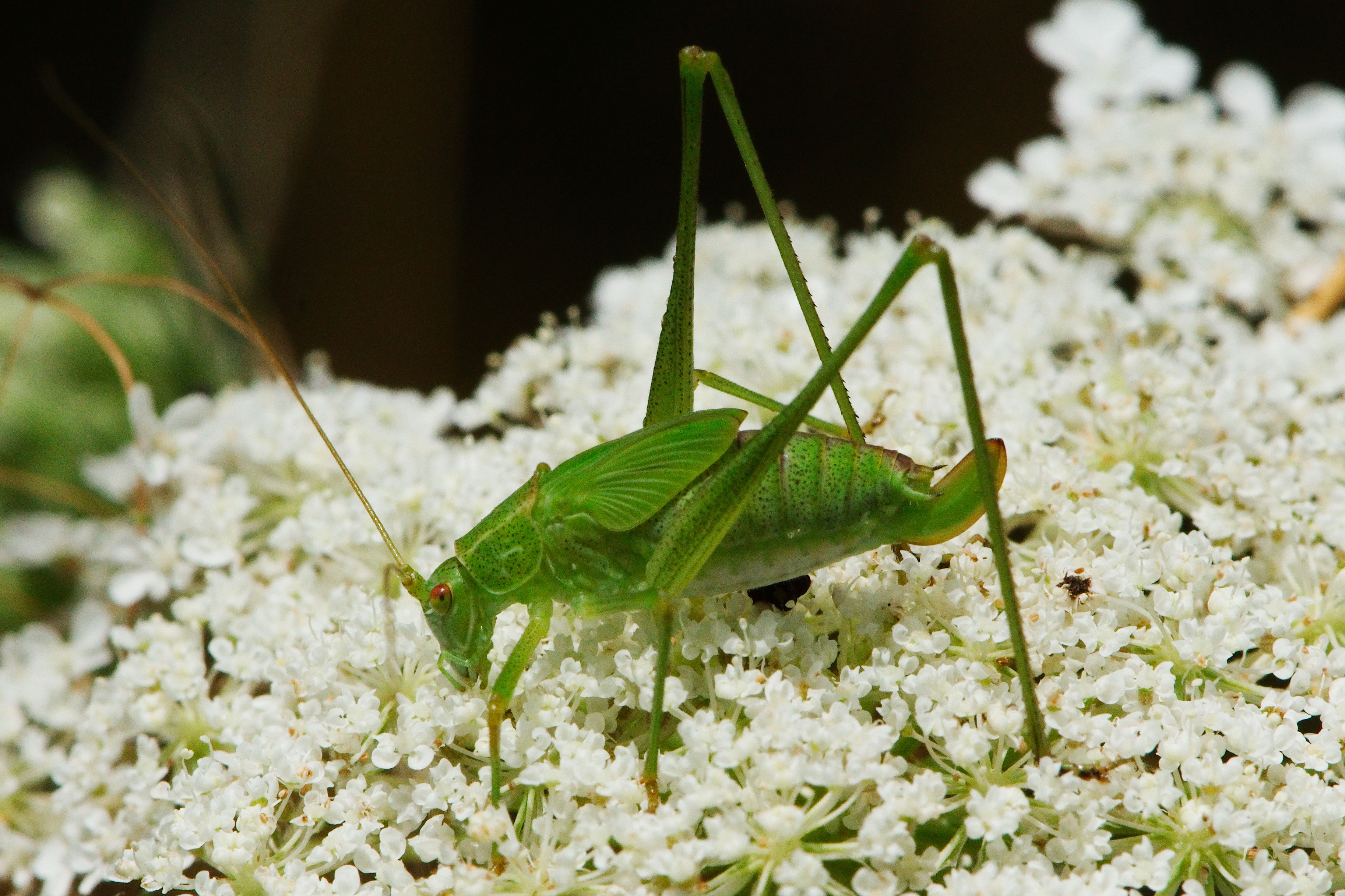Creepy crawlies 2013 Ingelfingen (und drum rum) (9402001661)