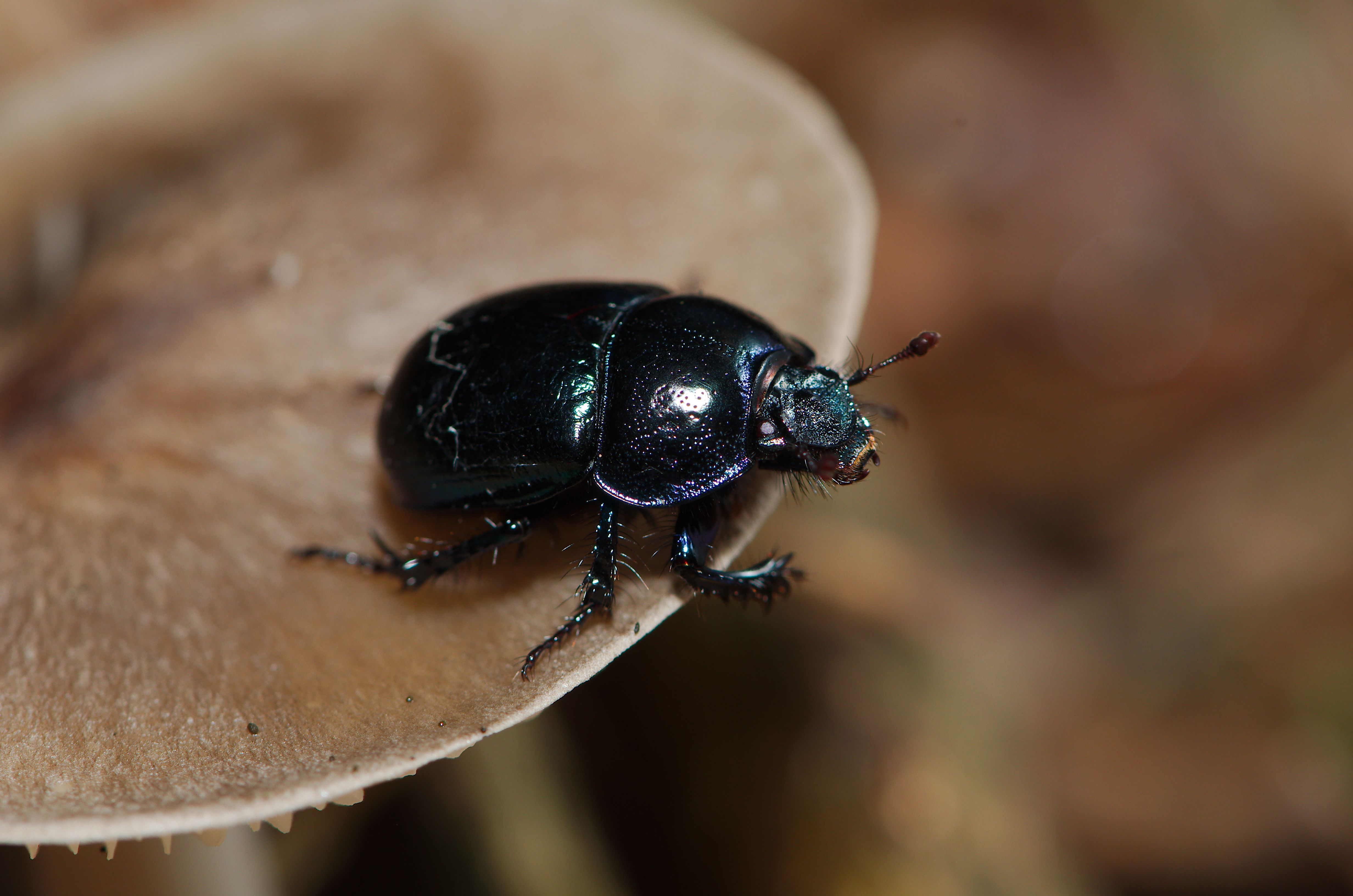 Creepy crawlies 2016 - Germany (28043108665)