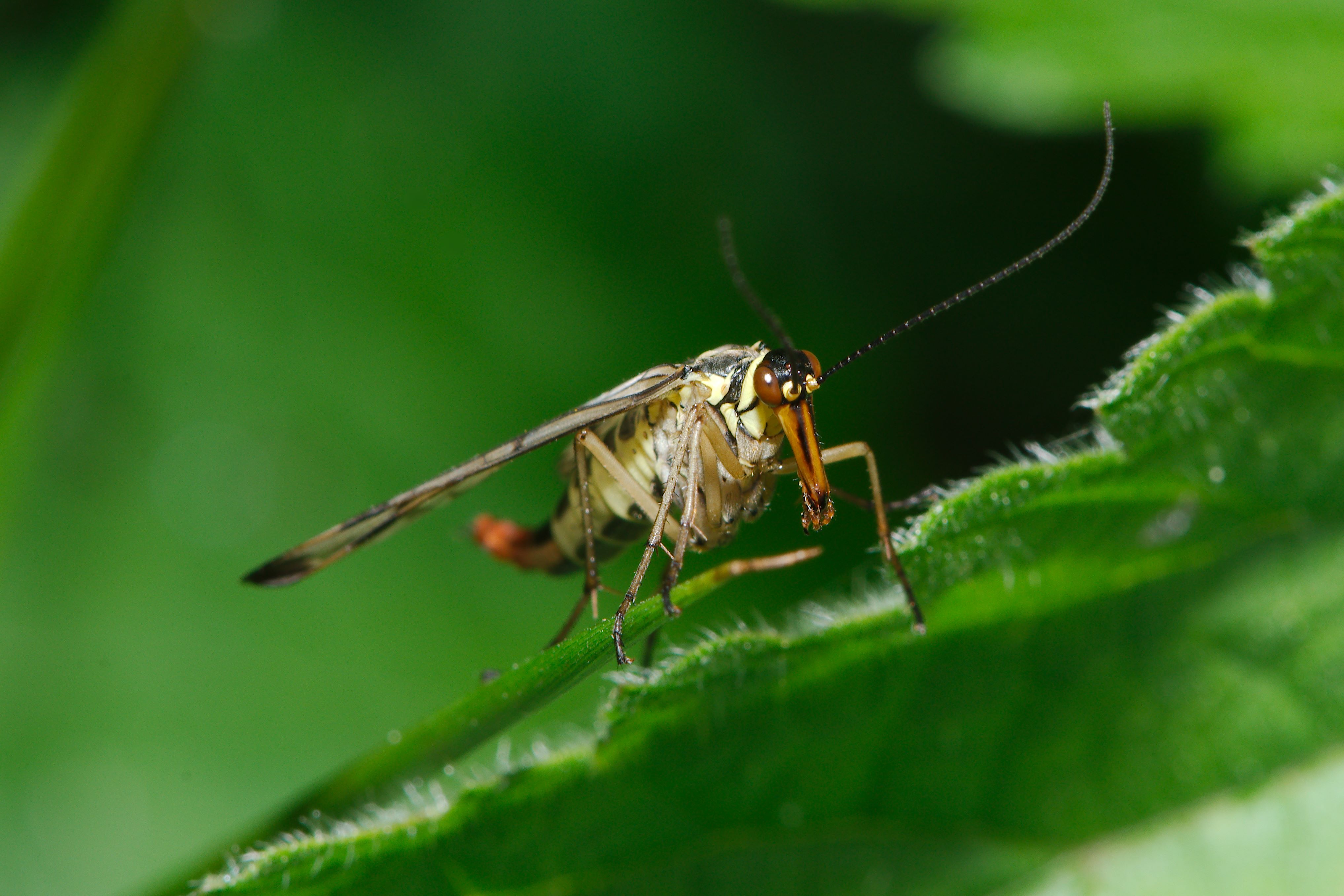 Creepy crawlies (14479511854)