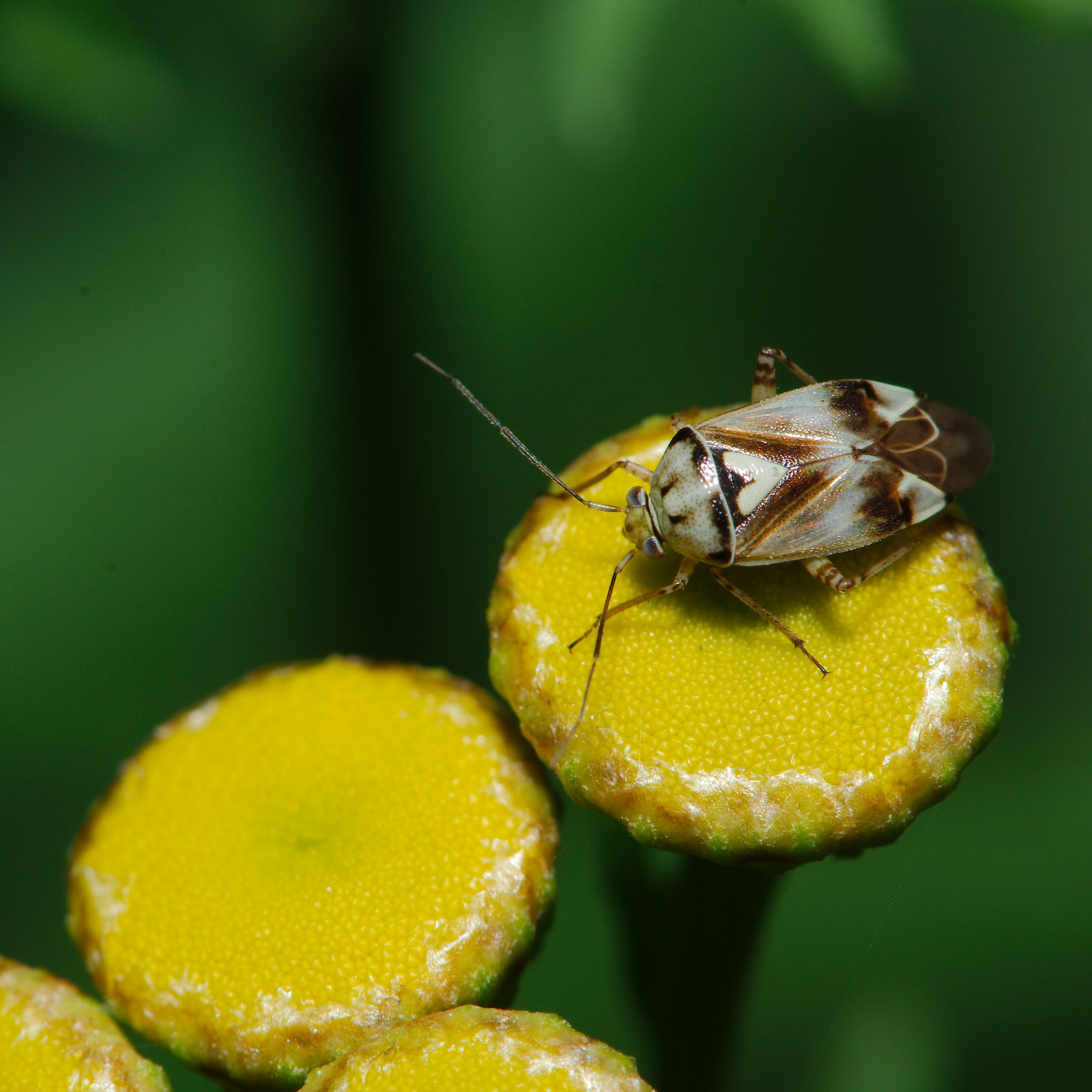 Creepy crawlies (14710002384)