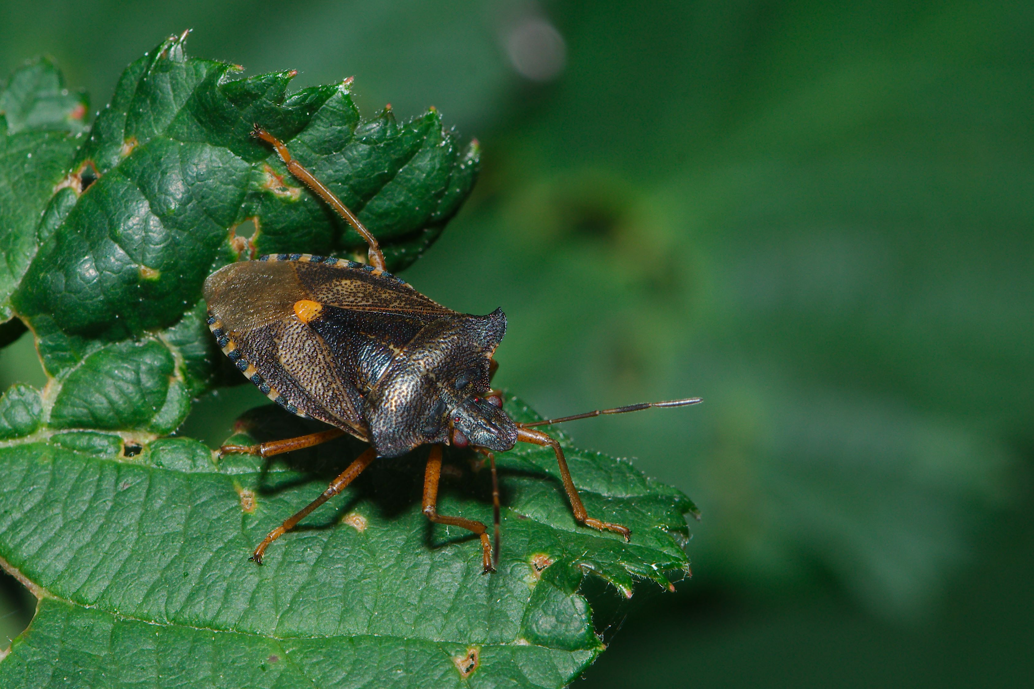 Creepy crawlies (14973187677)