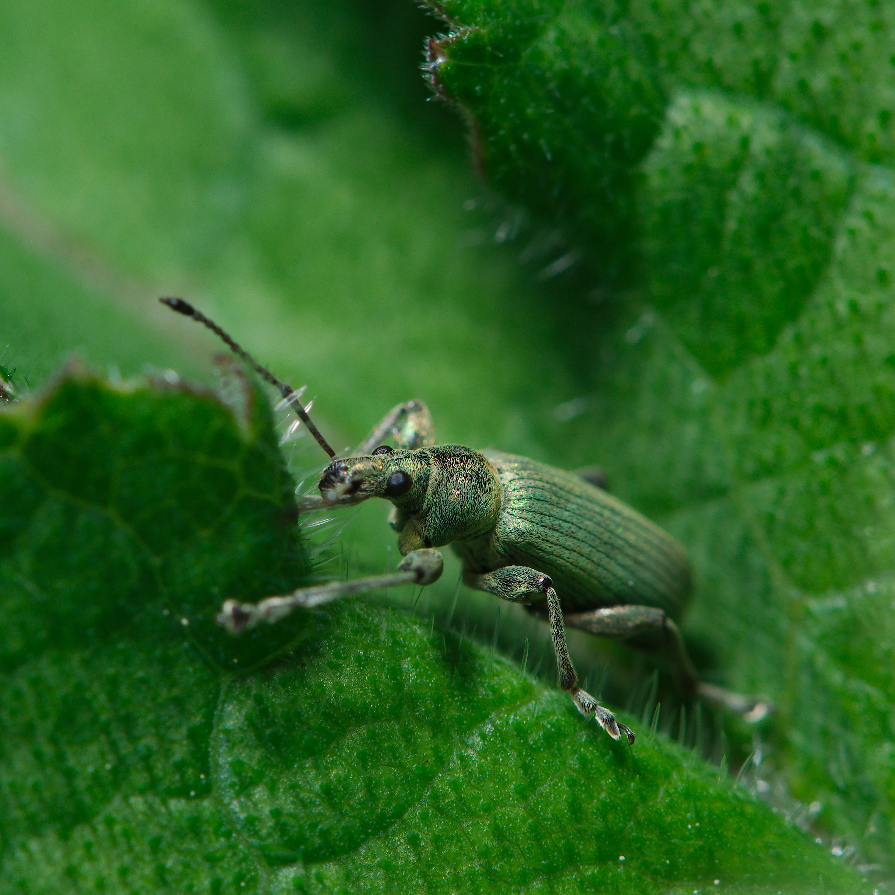 Creepy crawlies (17794728289)