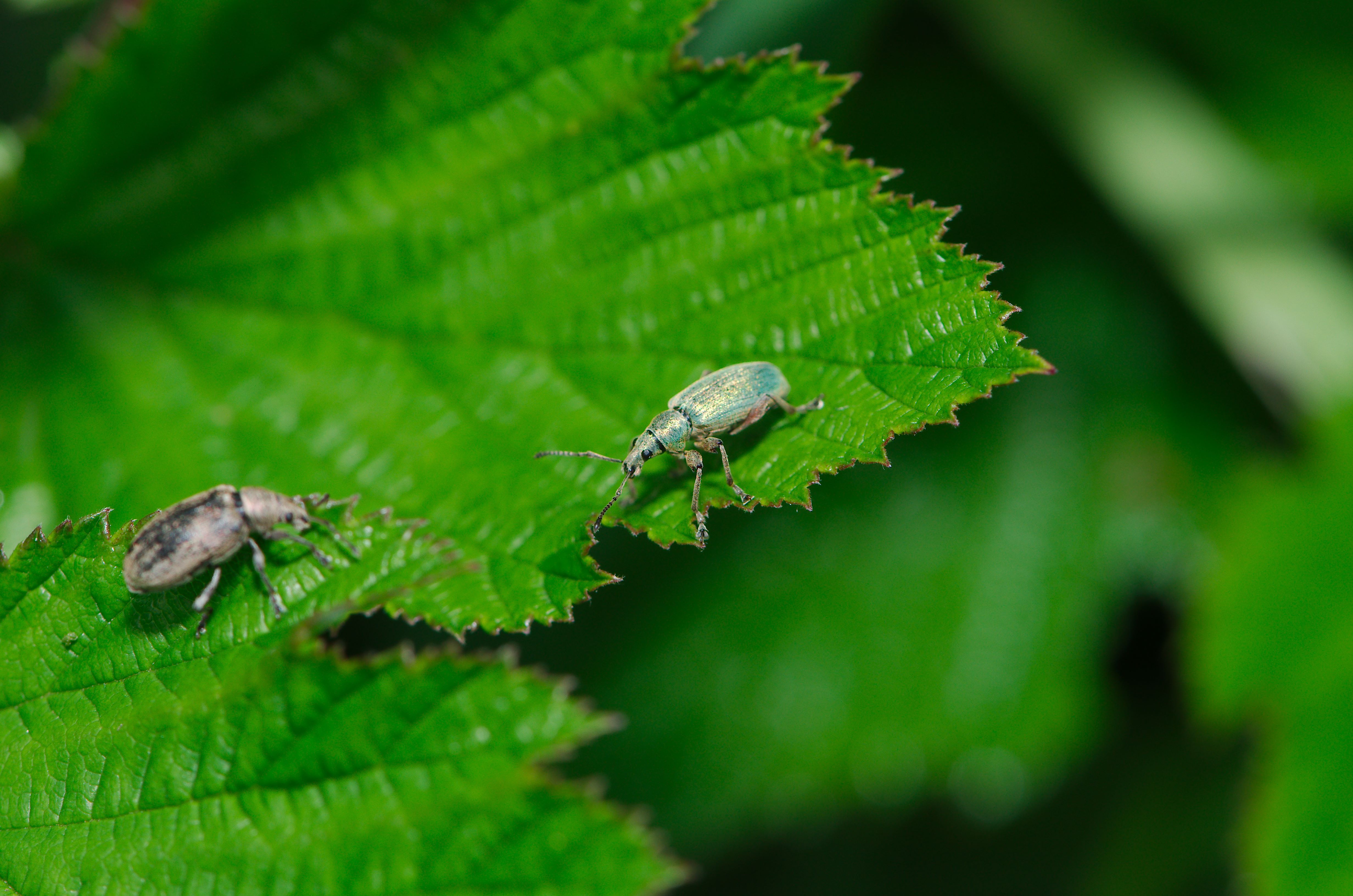 Creepy crawlies (27821584531)