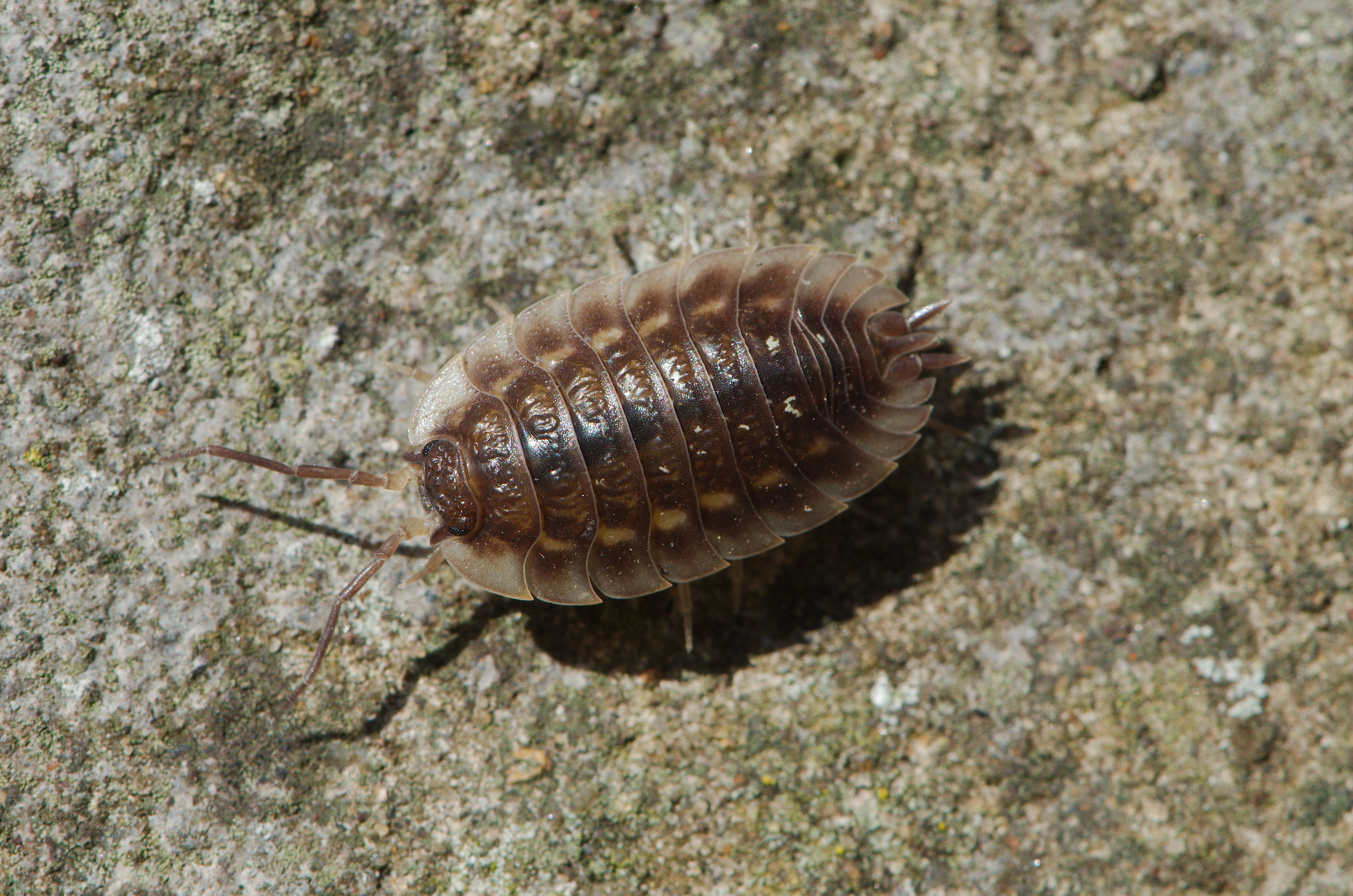 Creepy crawlies (8732415285)