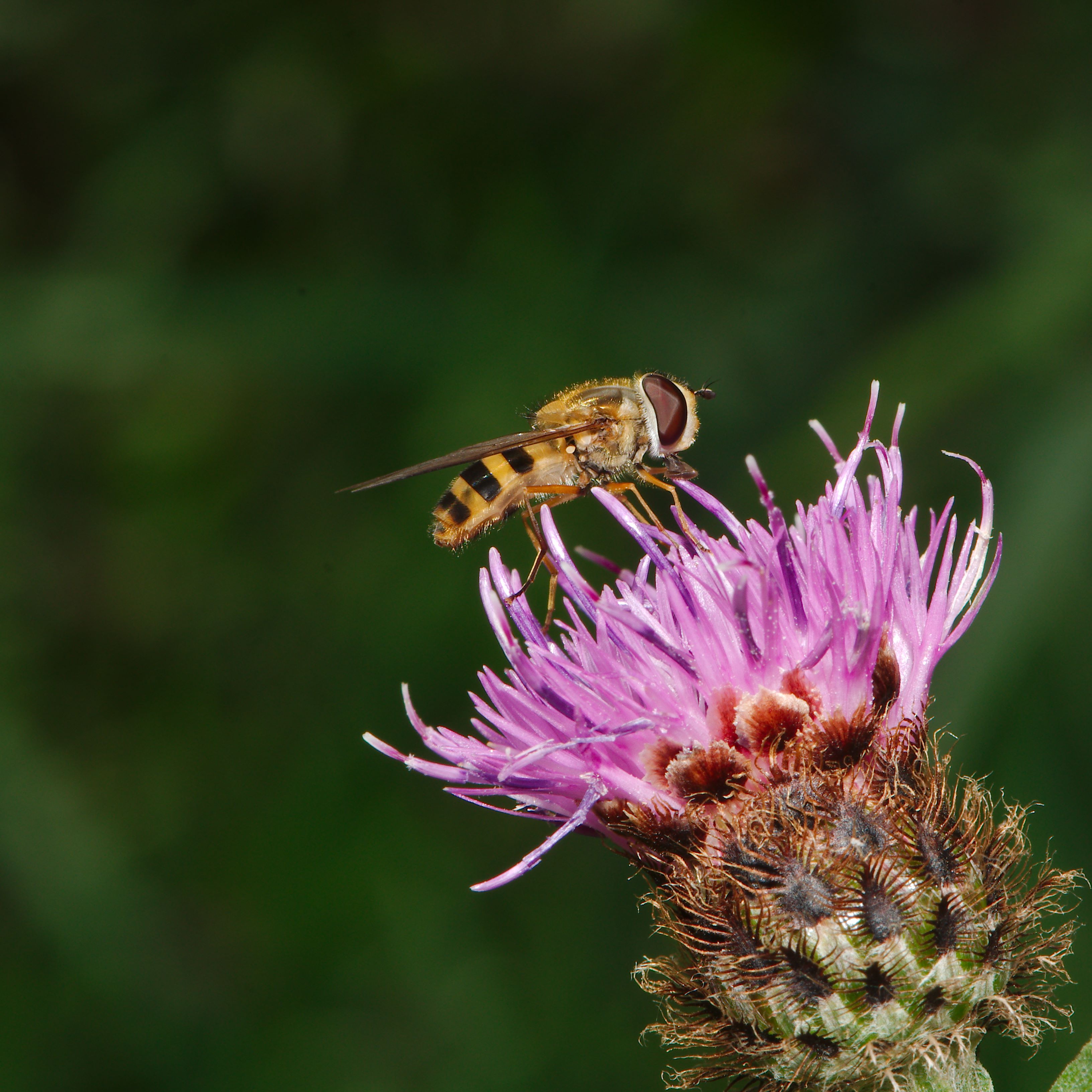 Creepy crawlies (9550847056)