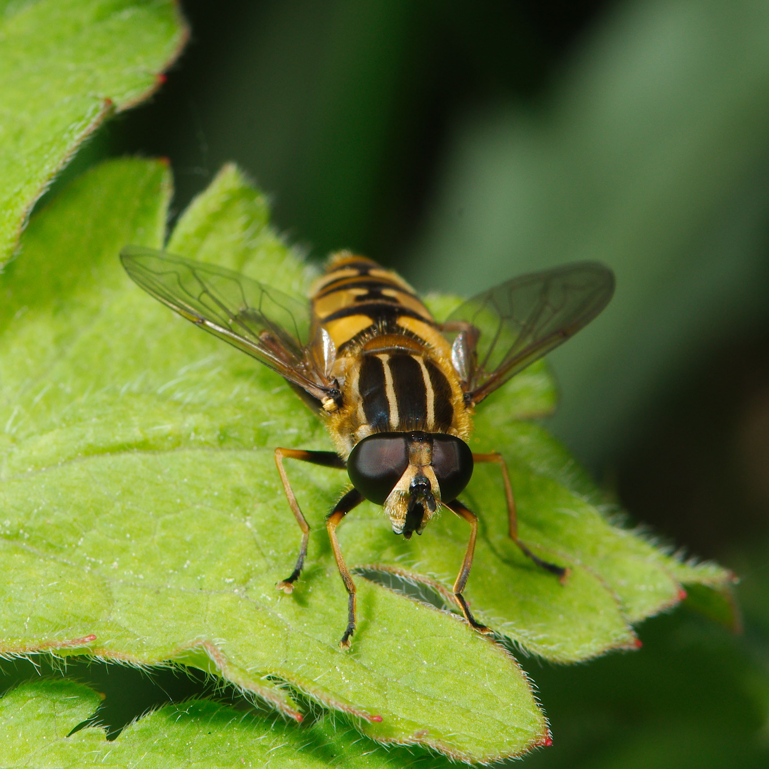 Creepy crawlies June 2013, Visit to the Botanics (8999898455)