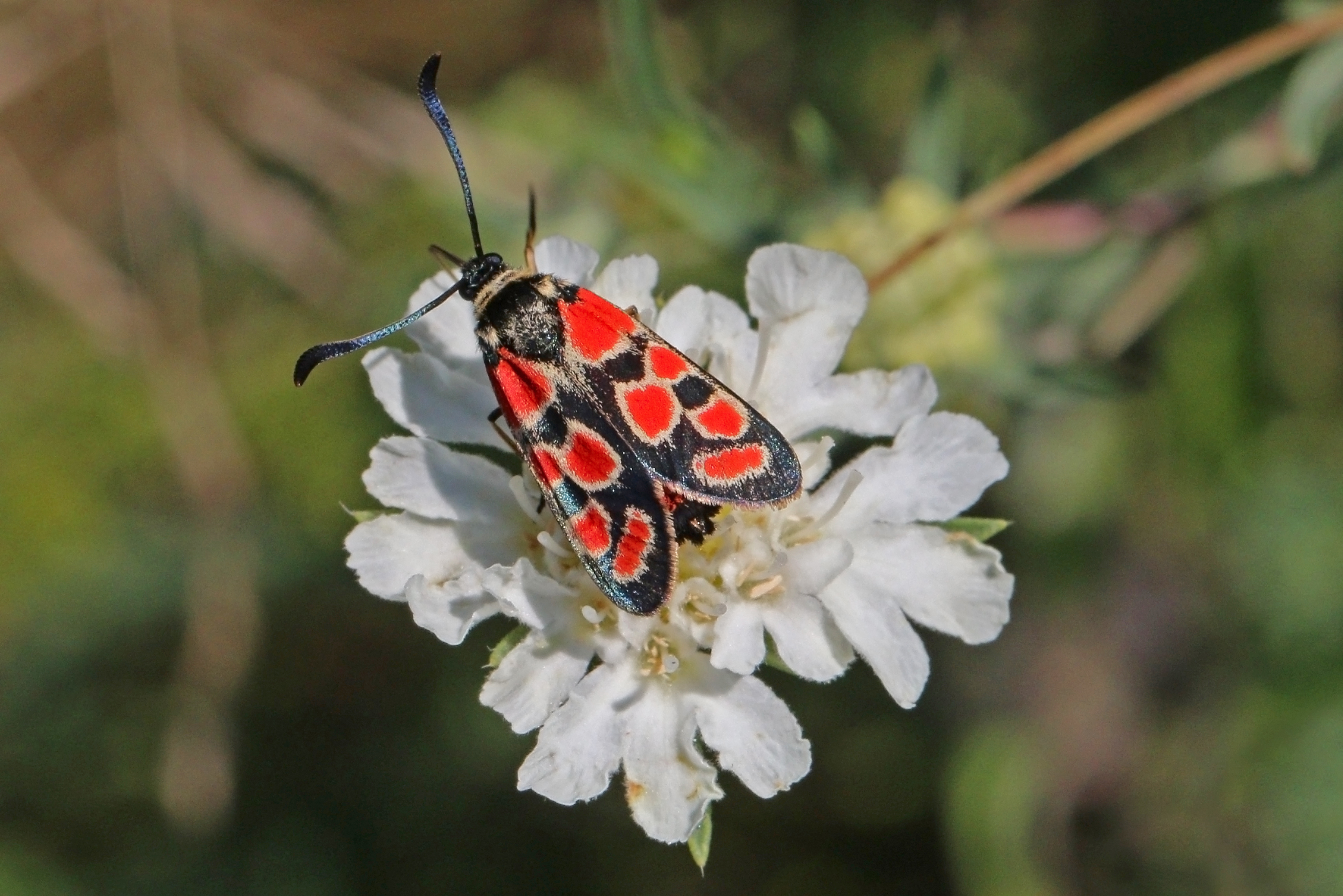 Crepuscular burnet (Zygaena carniolica)