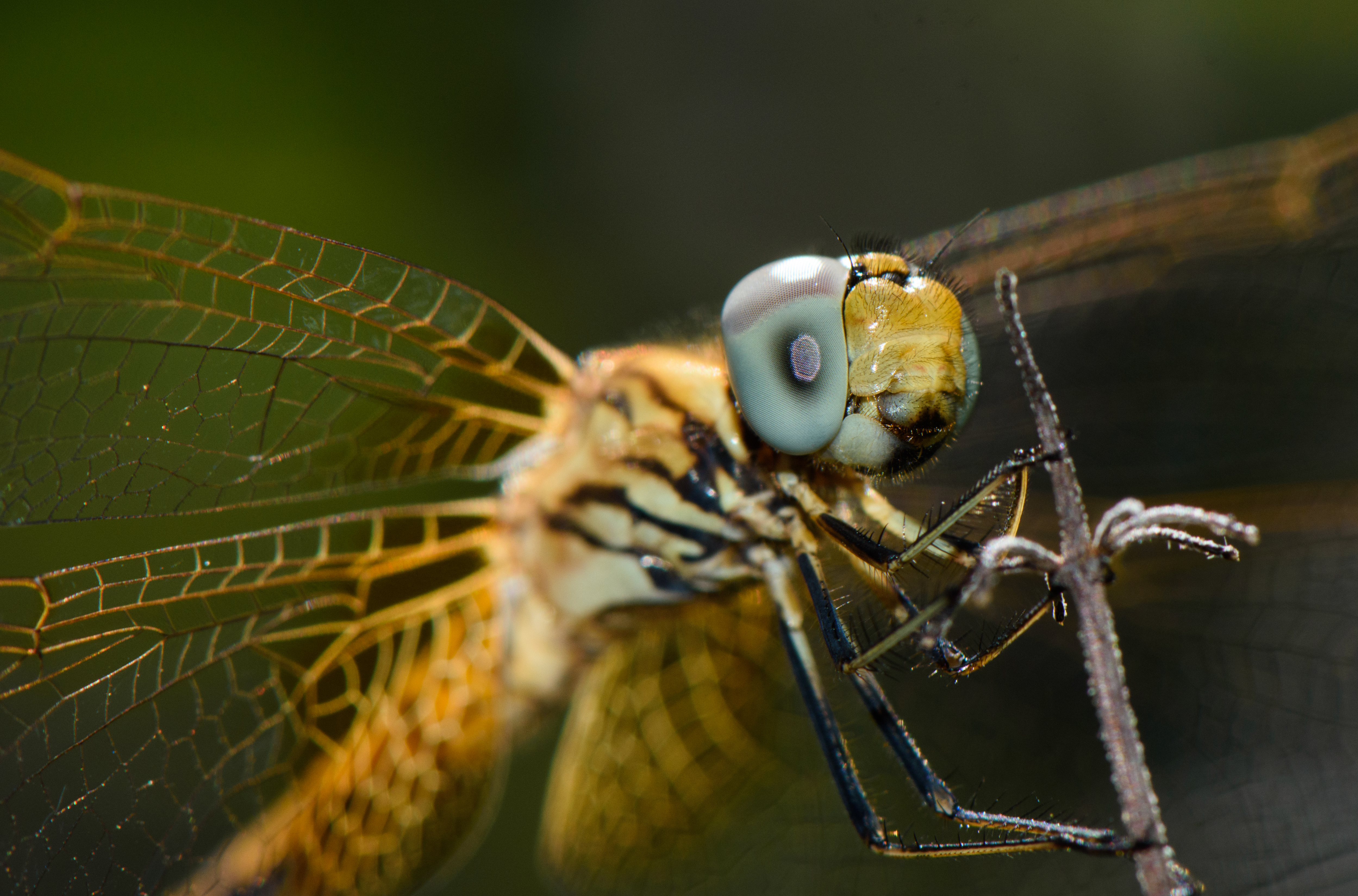 Crimson-marsh-glider-head