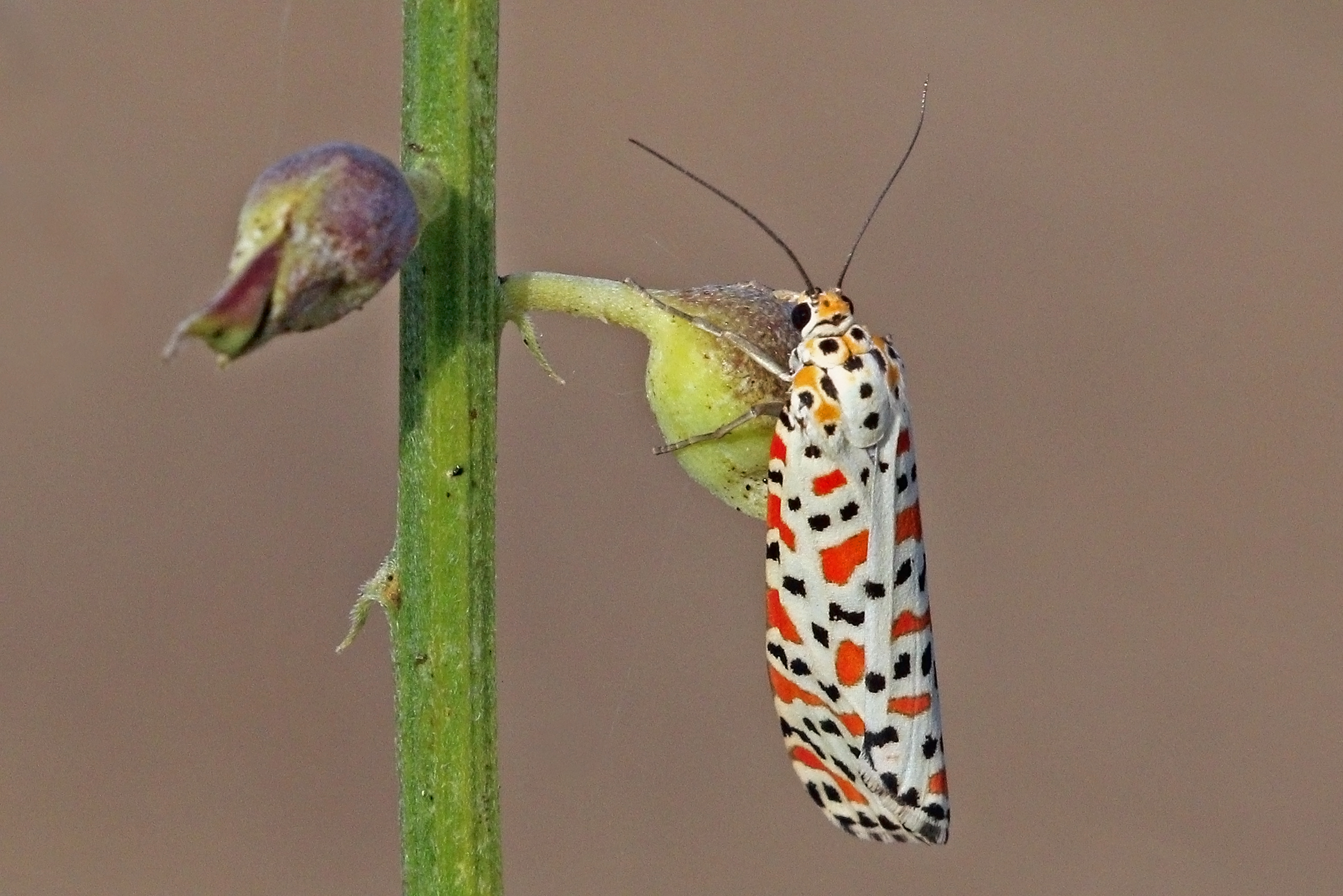 Crimson-spotted flunkey (Utetheisa pulchella)