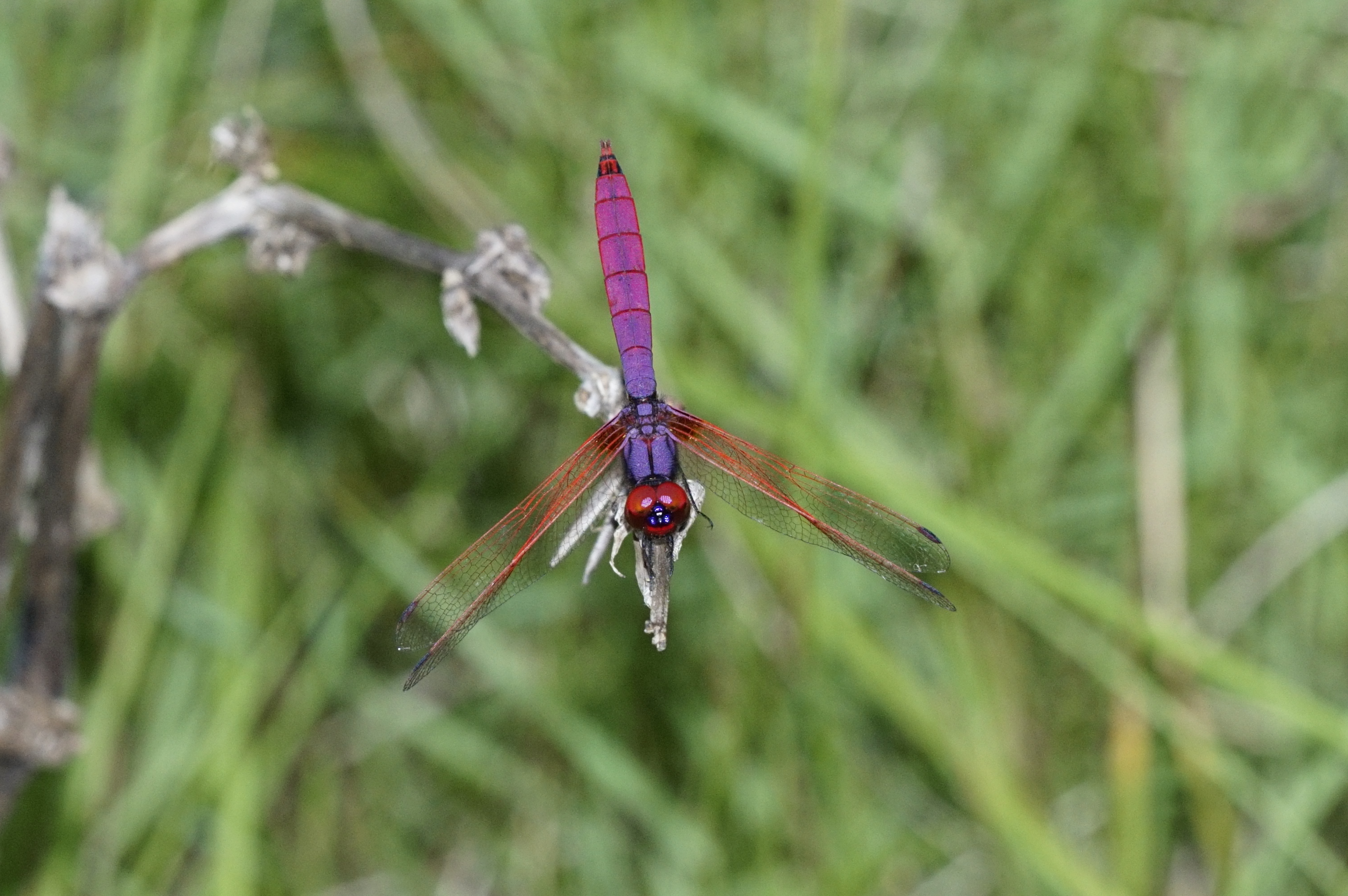 Crimson marsh glider 0945