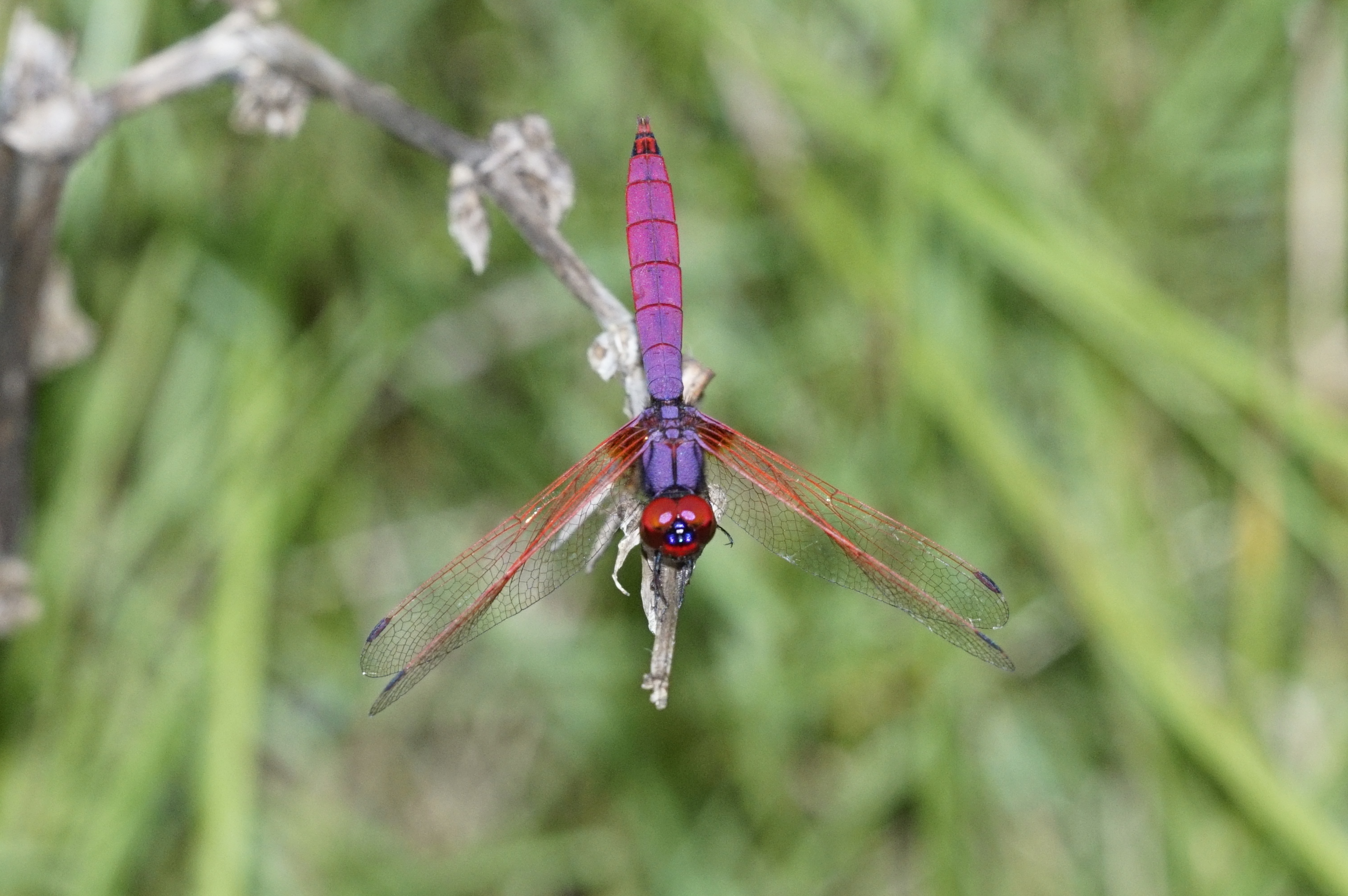 Crimson marsh glider 0948