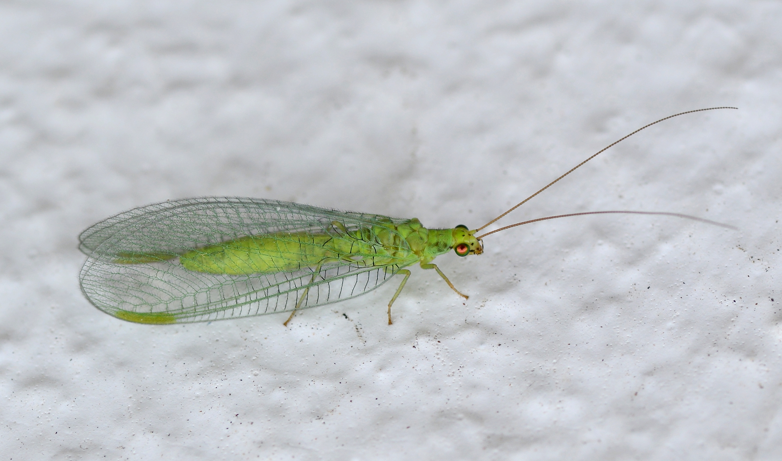 Crisopid July 2013-3