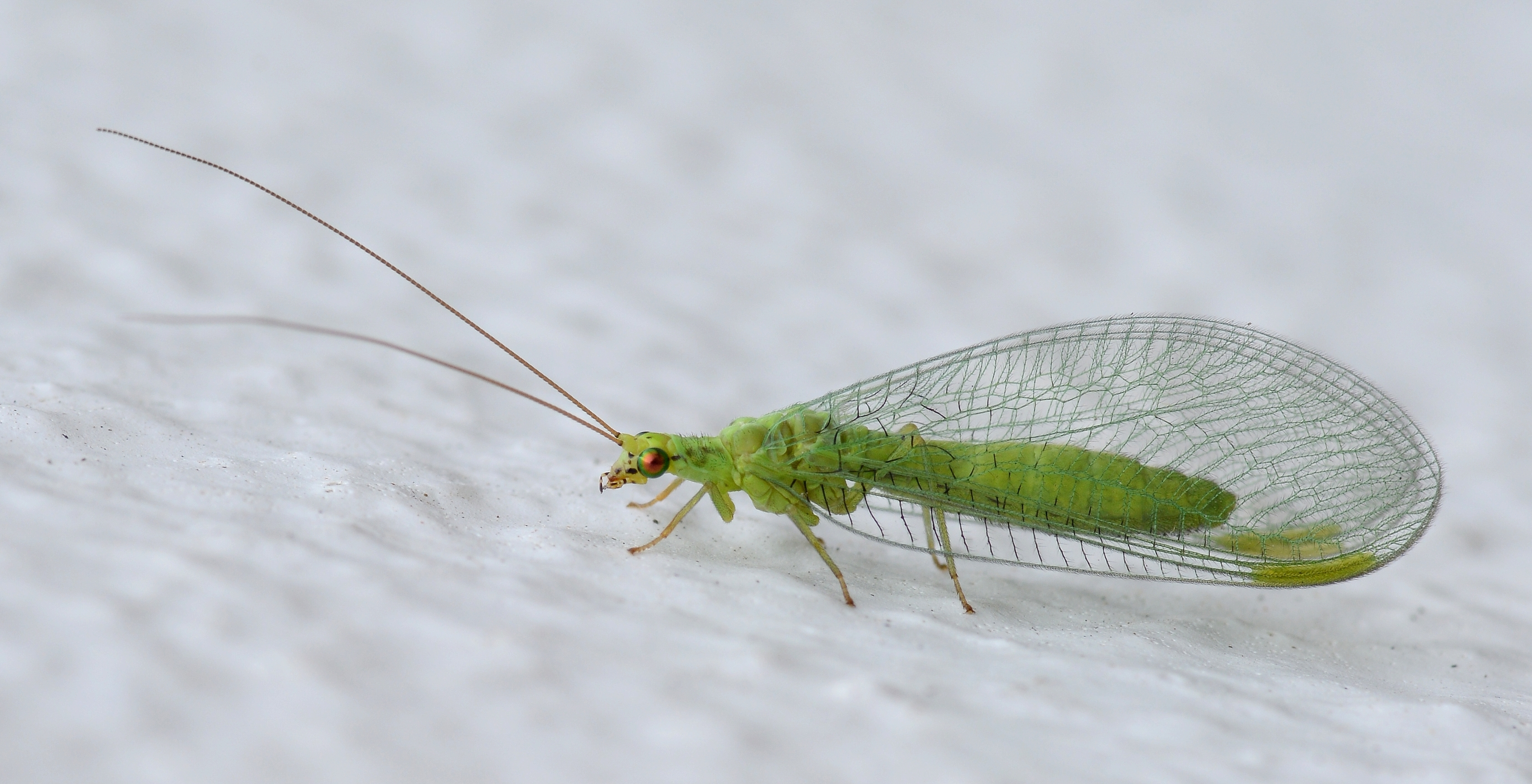 Crisopid July 2013-9a
