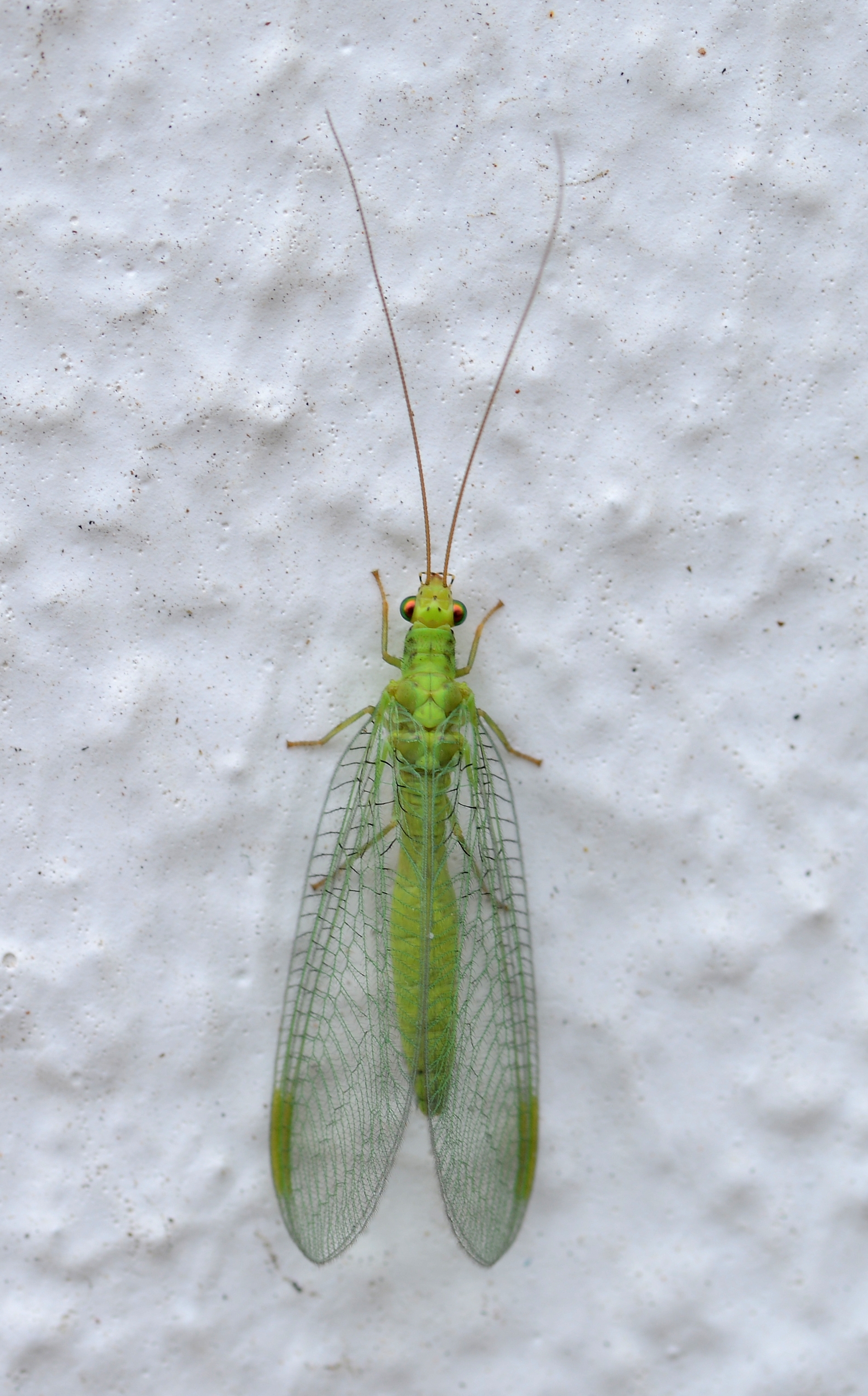 Crisopid July 2013-5