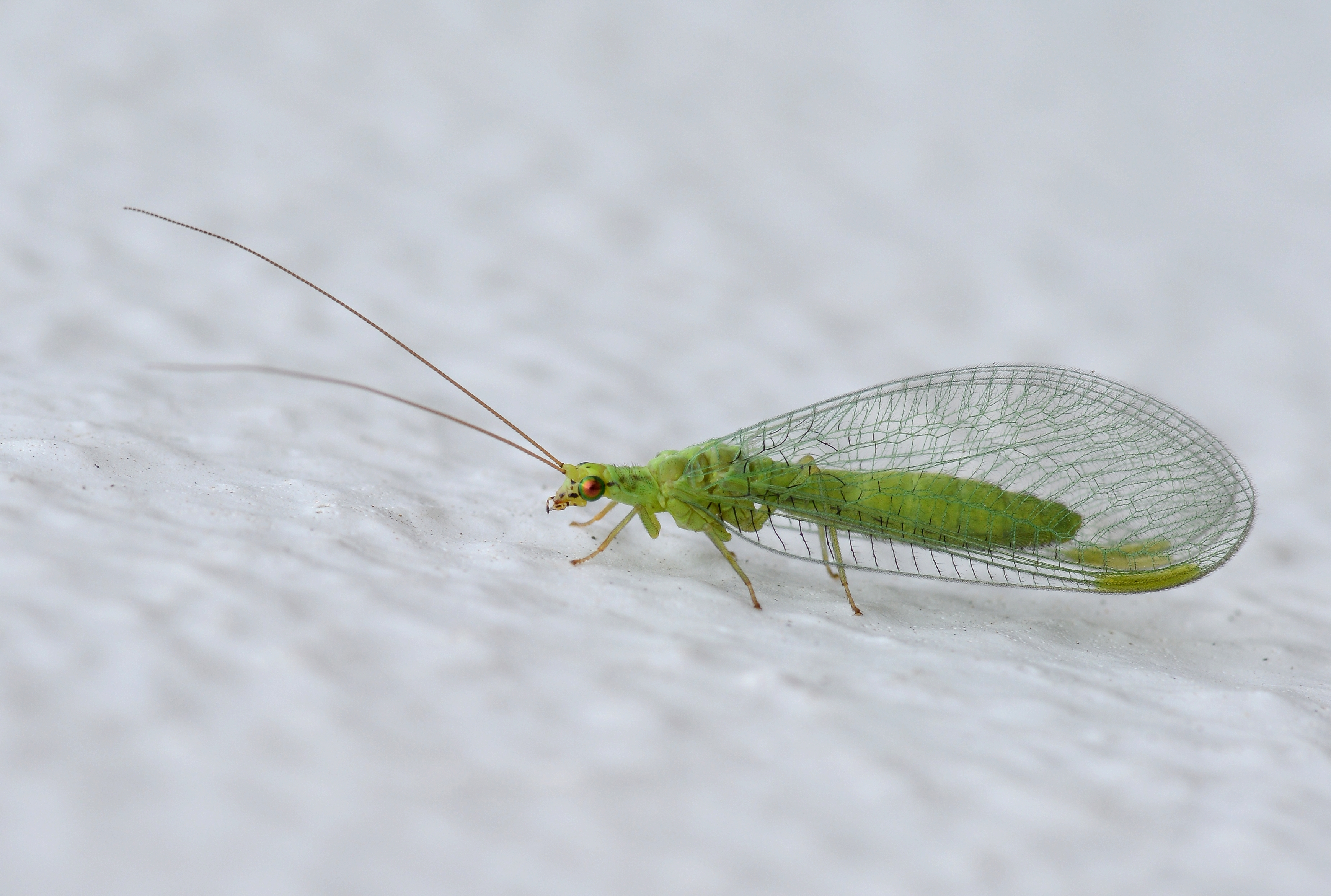 Crisopid July 2013-9