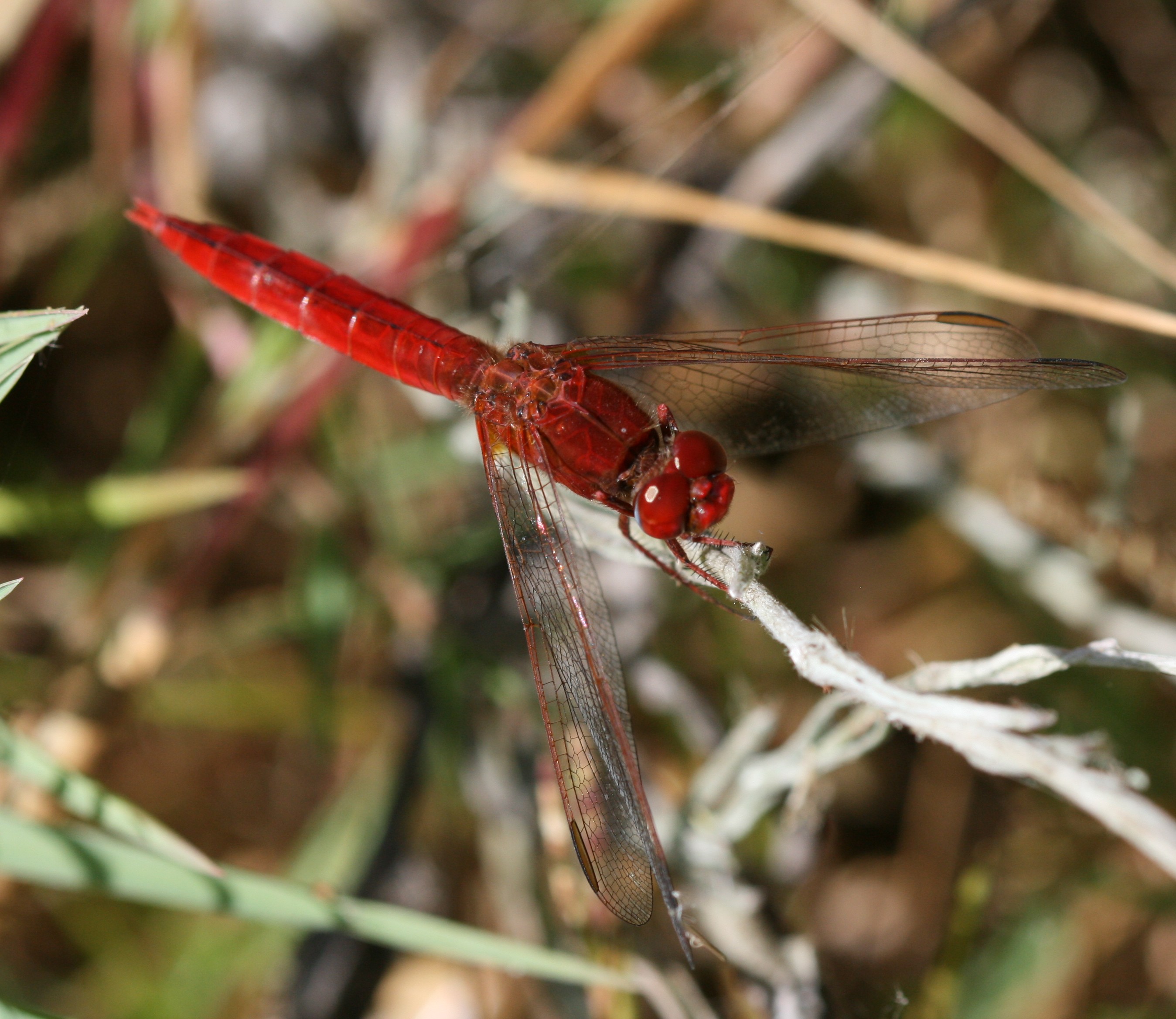 Crocothemis erythraea (Broad Scarlet) - macho