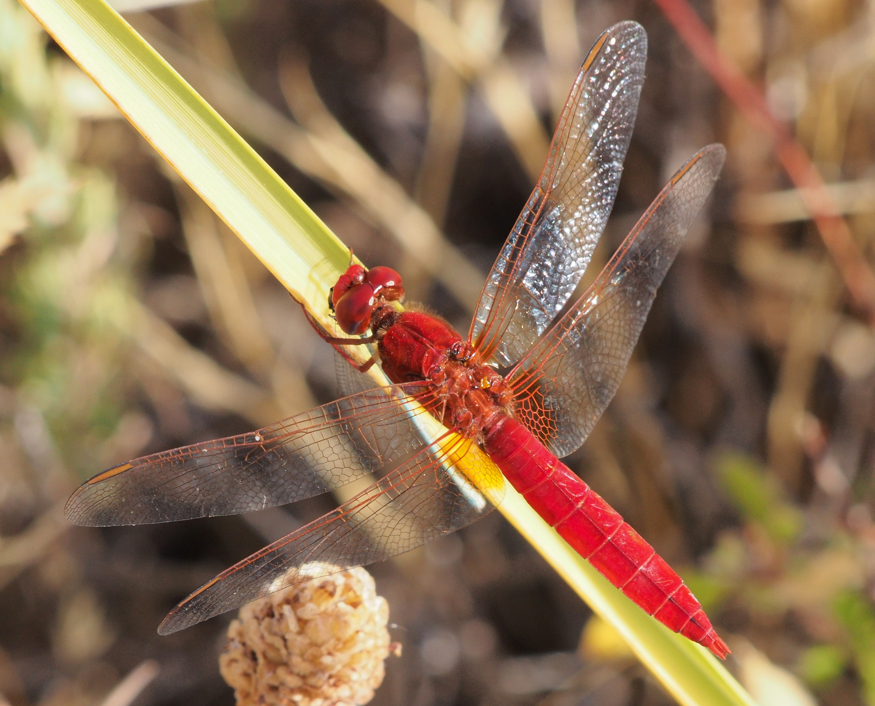 Crocothemis erythraea male 20140814