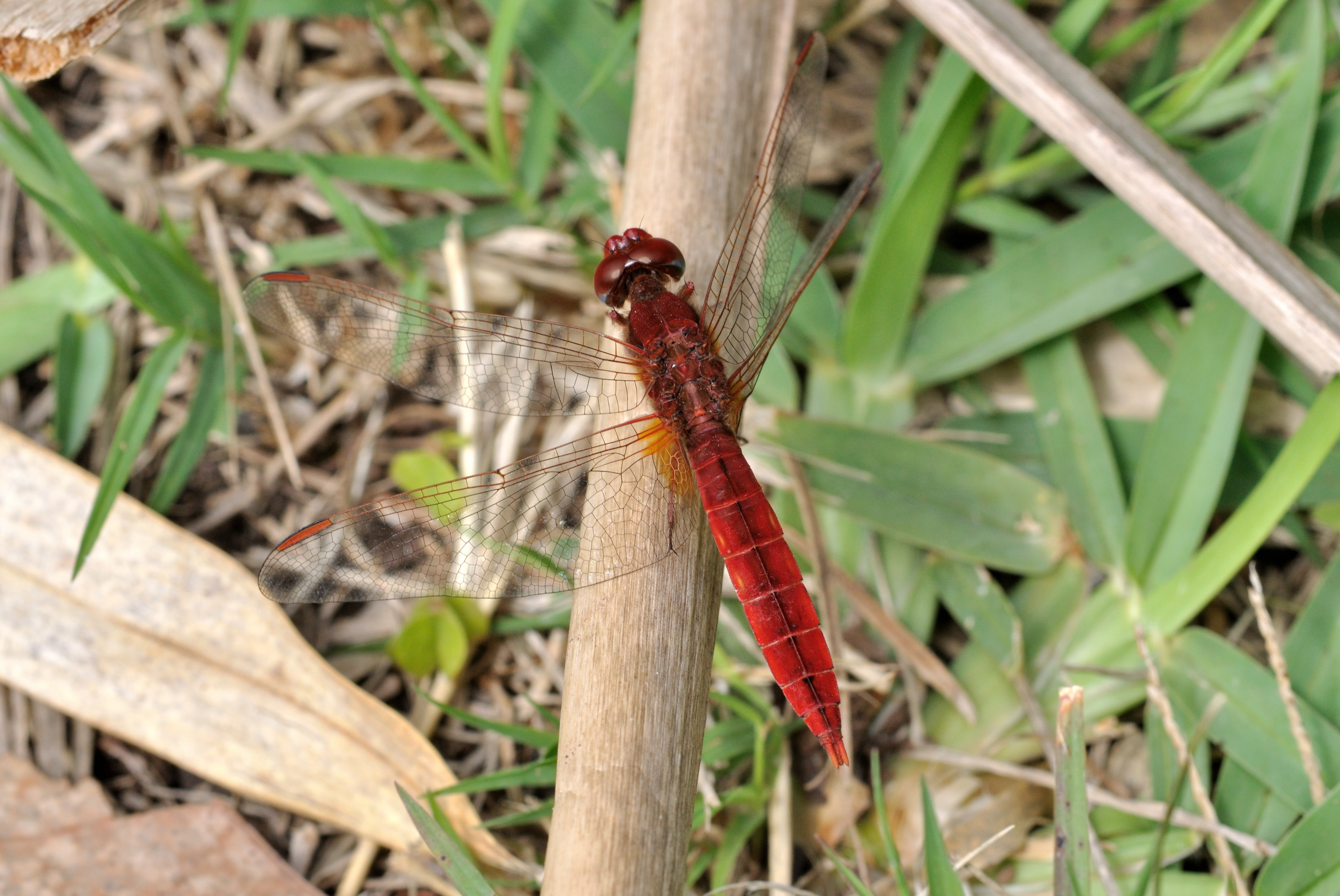 Crocothemis erythraea qtl1