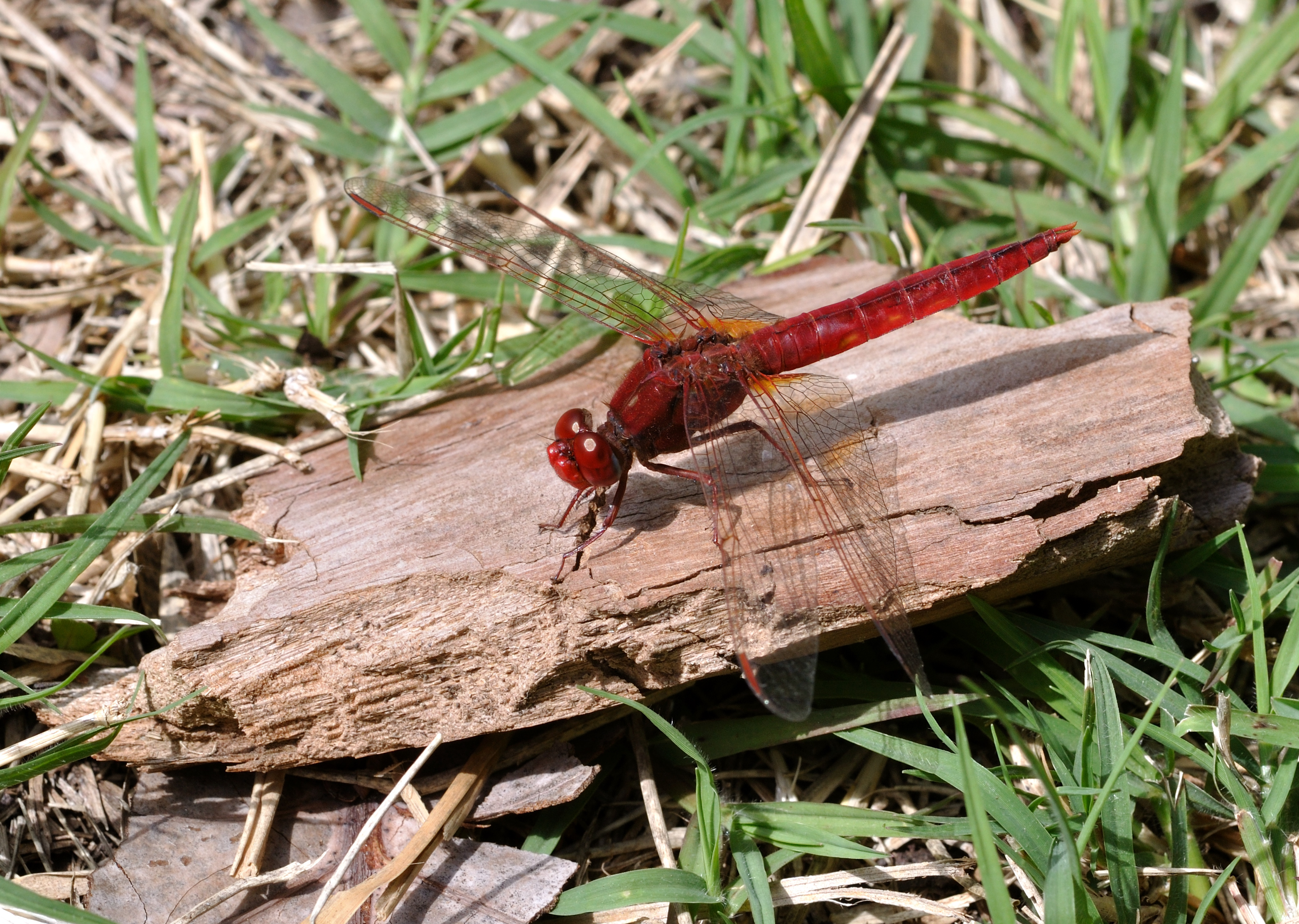 Crocothemis erythraea qtl2